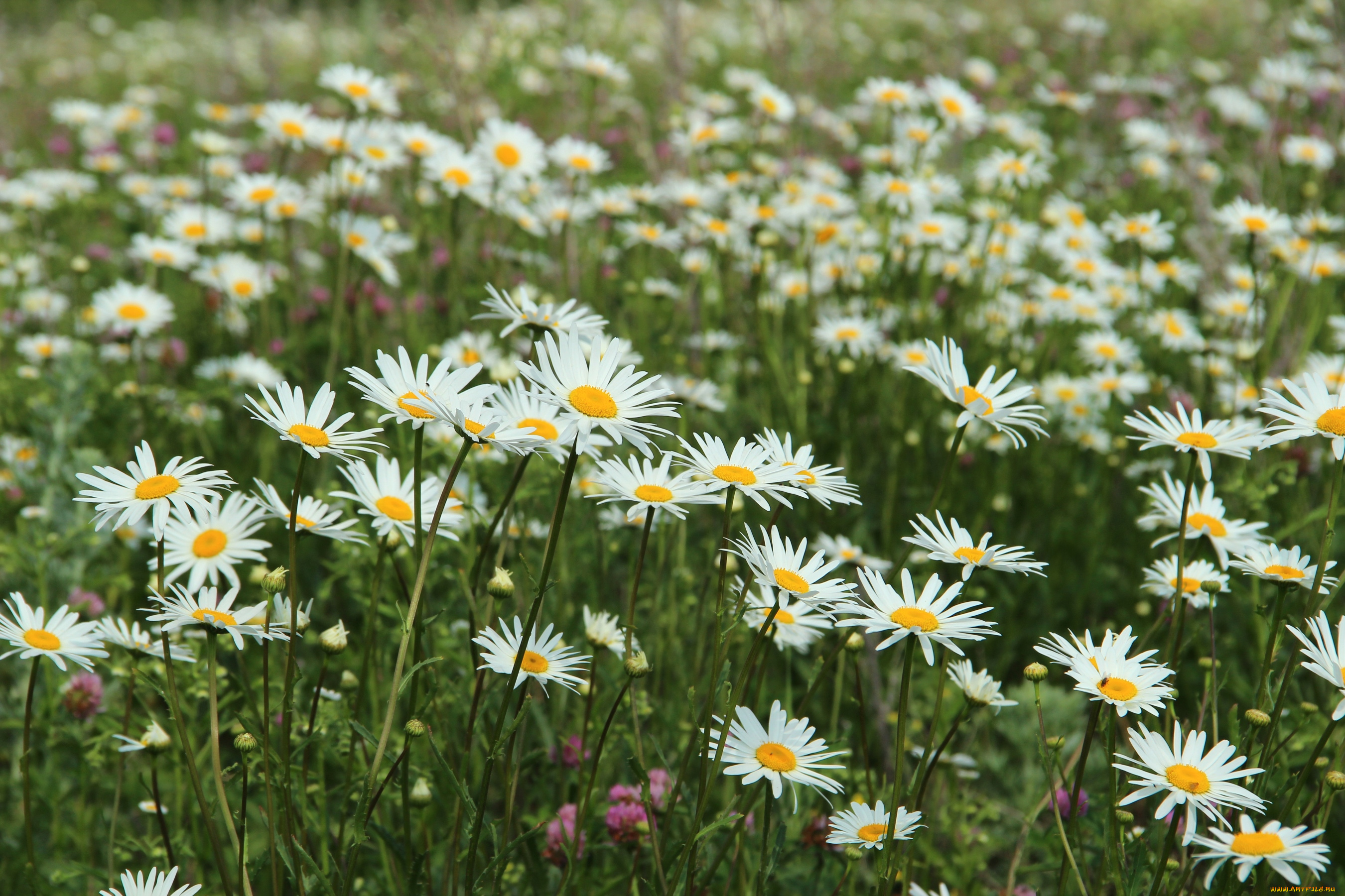 цветы, ромашки, луг