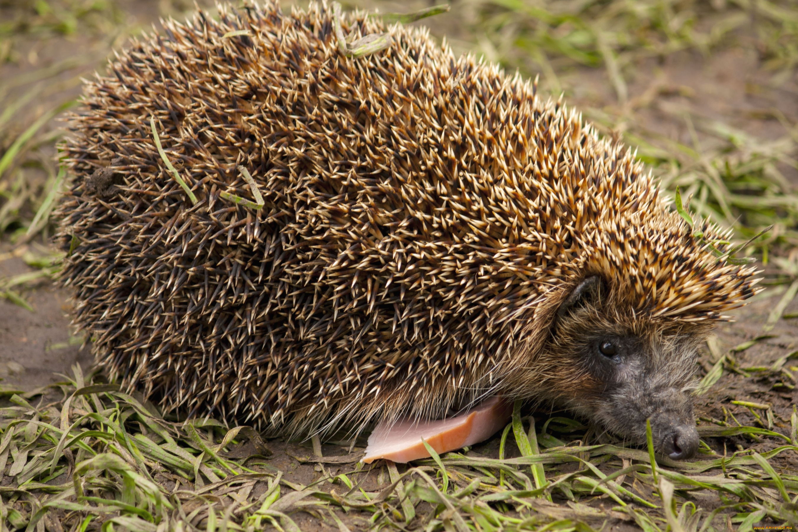 животные, ежи, колючки