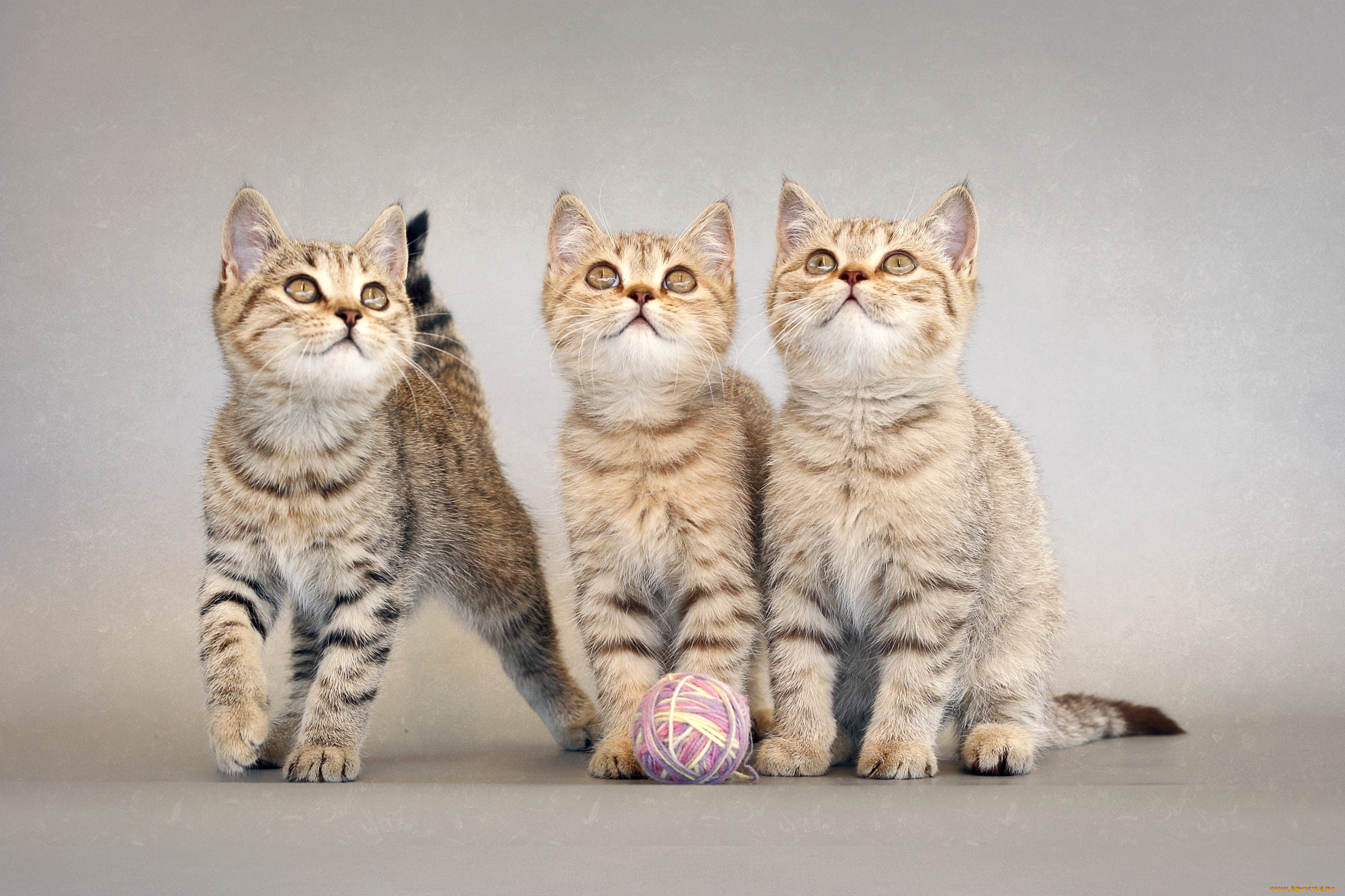 животные, коты, трио