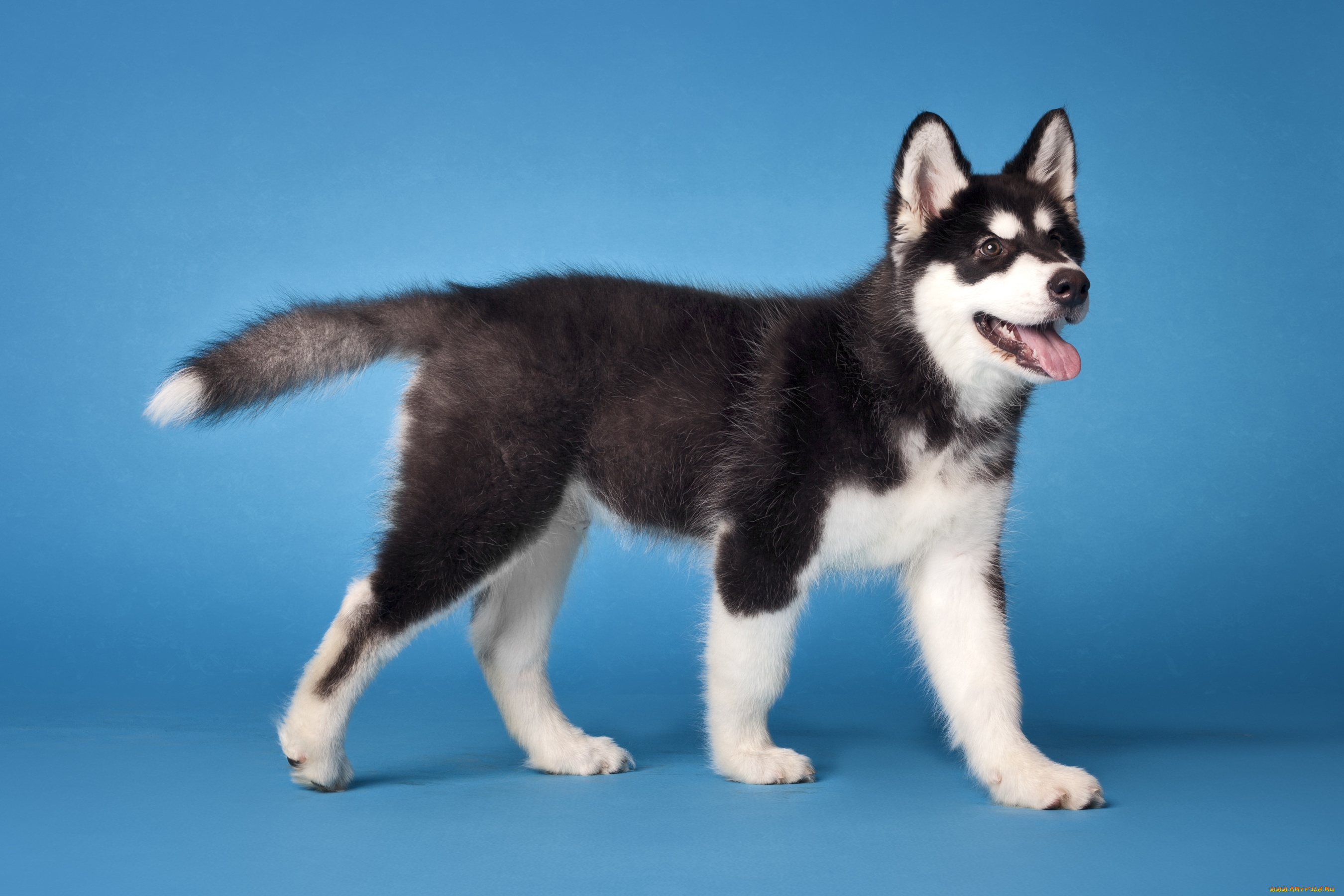 животные, собаки, щенок