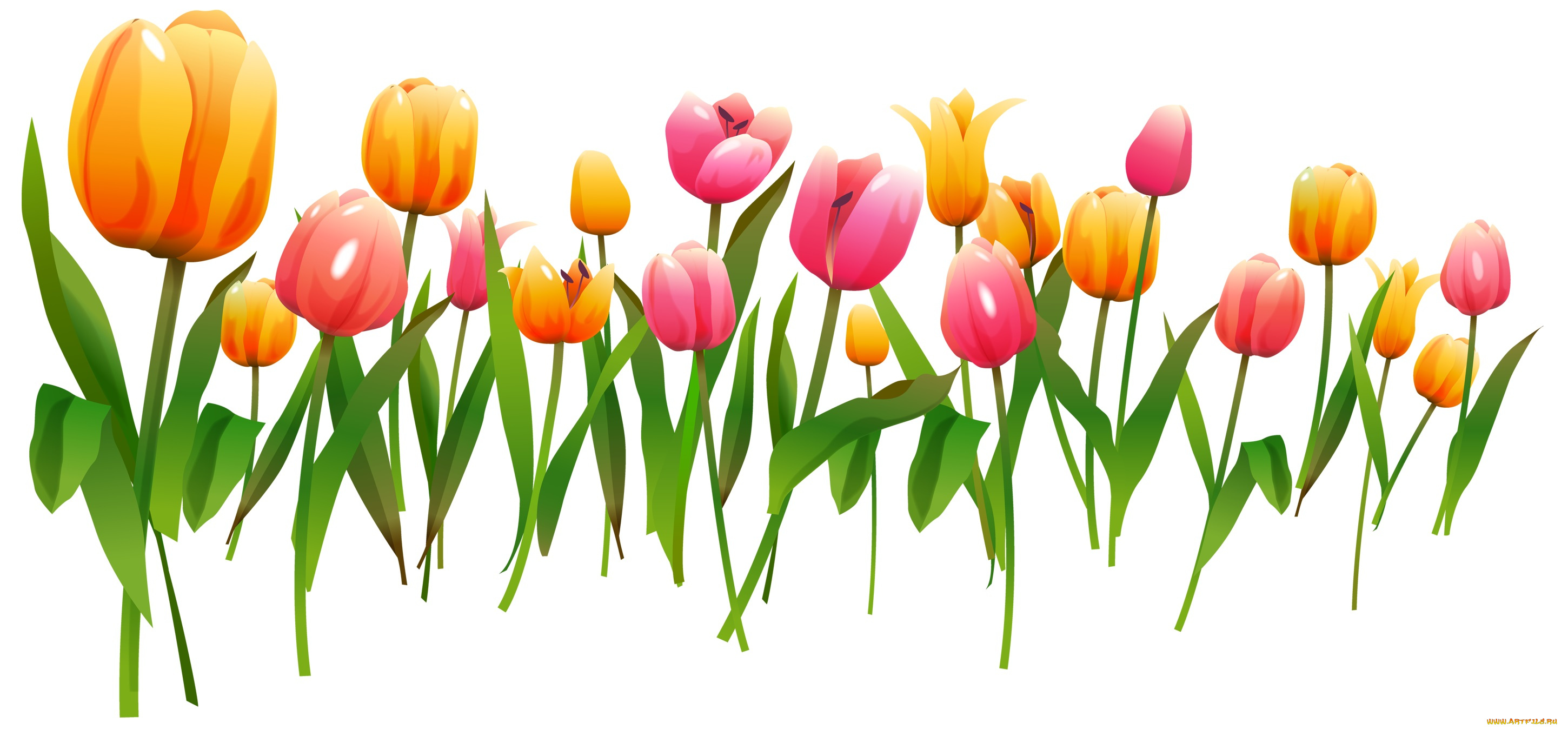 векторная, графика, тюльпаны