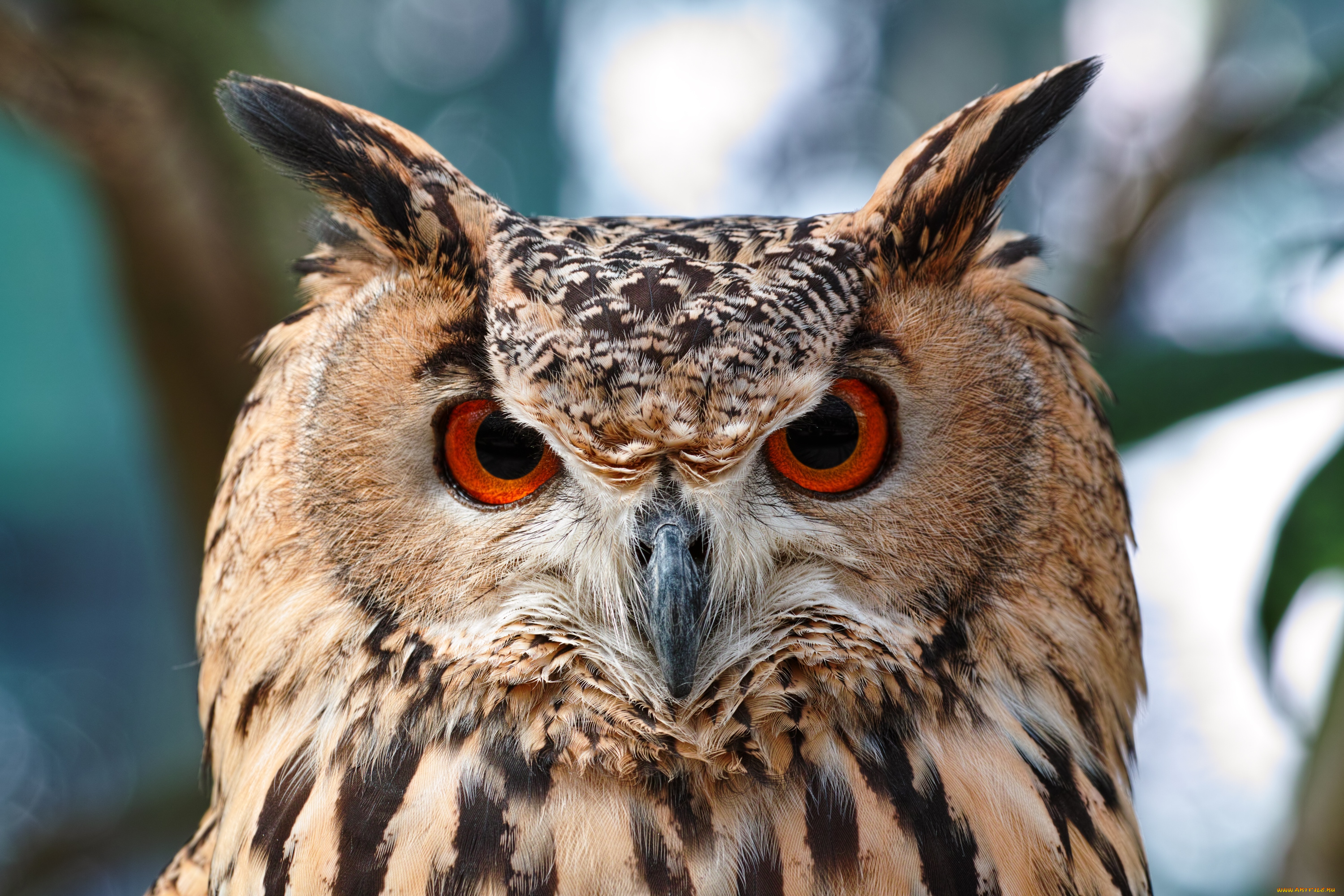 животные, совы, портрет