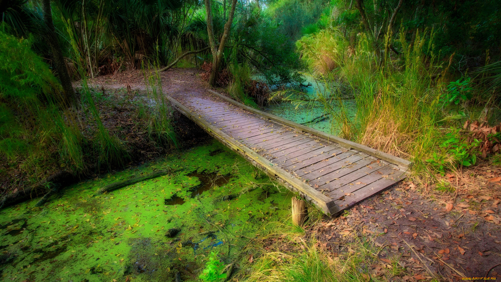 природа, дороги, лес, мостик, речка