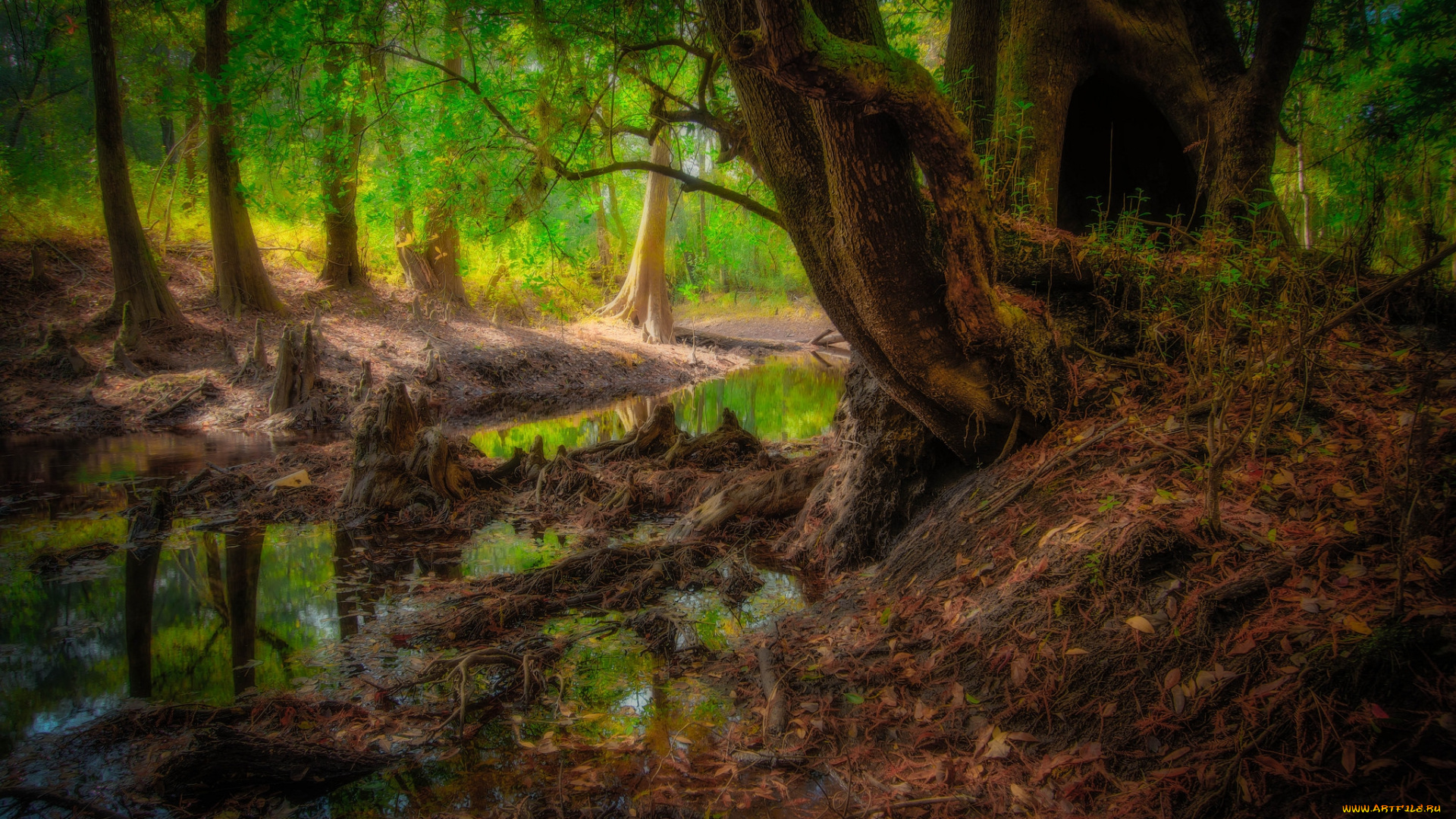 природа, лес, деревья, вода