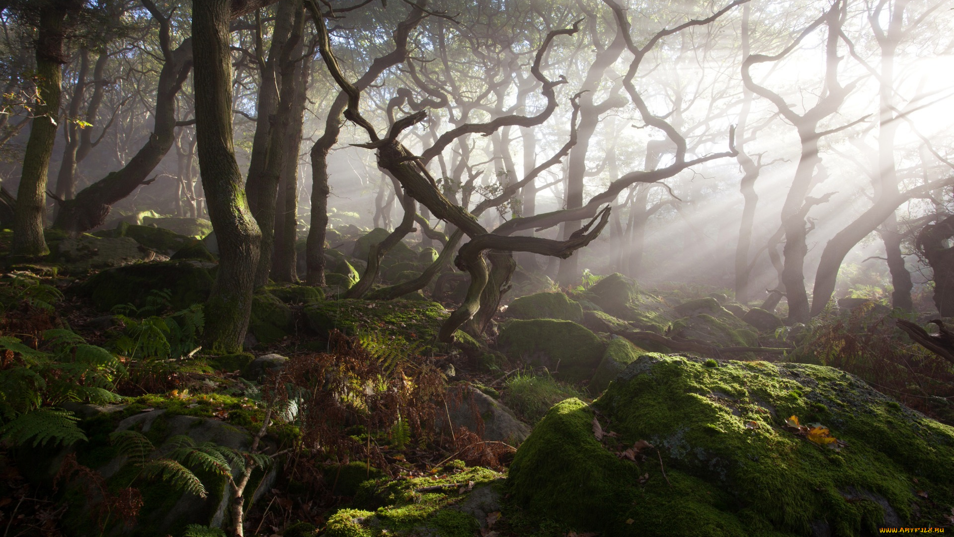 природа, лес, деревья, заросли, туман, свет, камни, мох