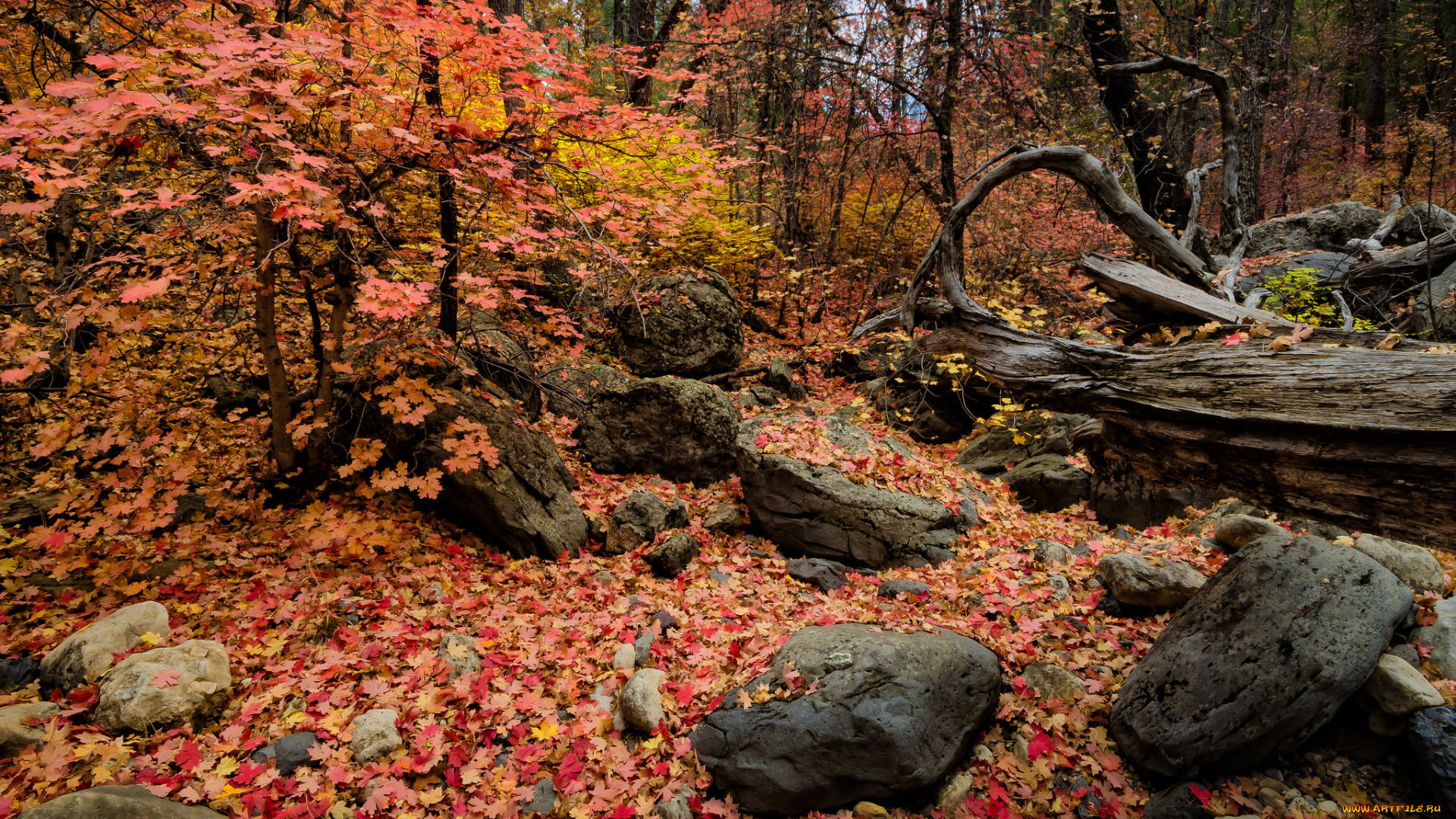 природа, лес, осень, заросли