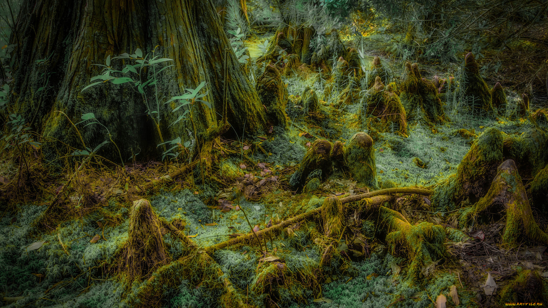 природа, лес, трава, дерево