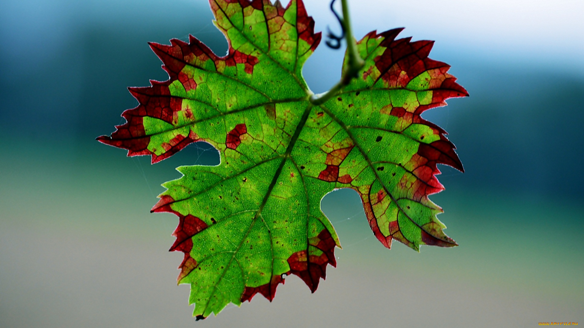 природа, листья, фон, паутинка, красный, зеленый, лист
