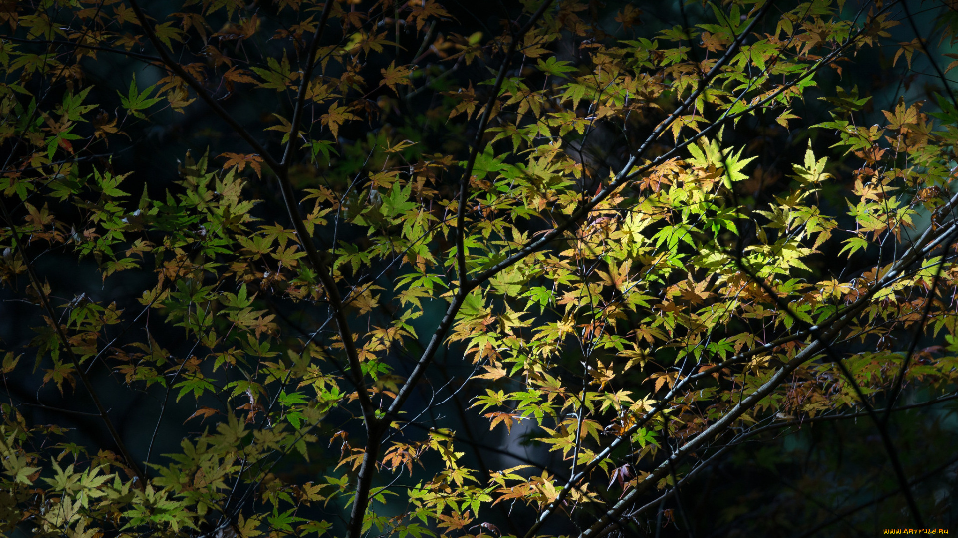природа, листья, ночь, ветки, дерево