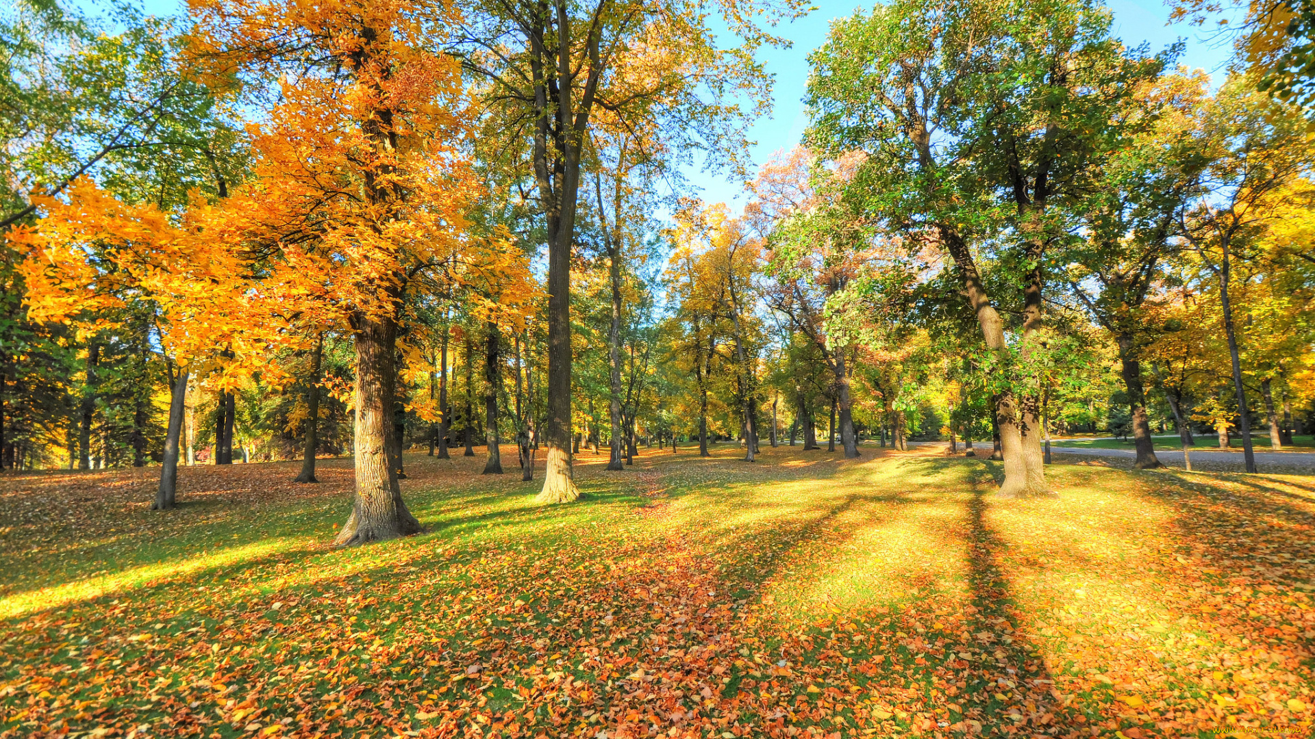 природа, парк, осень, деревья