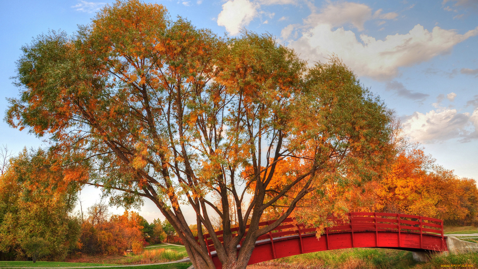 природа, парк, река, мост, дерево