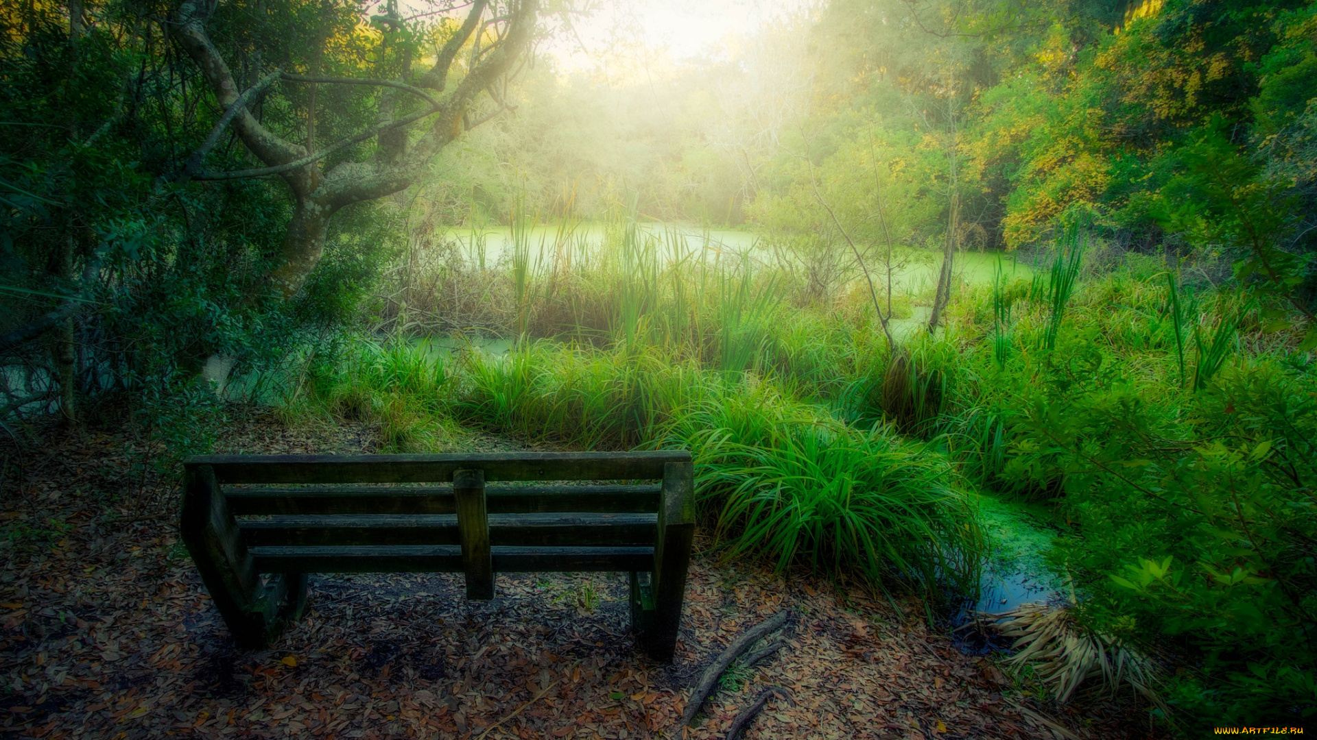природа, реки, озера, лес, озеро, скамейка