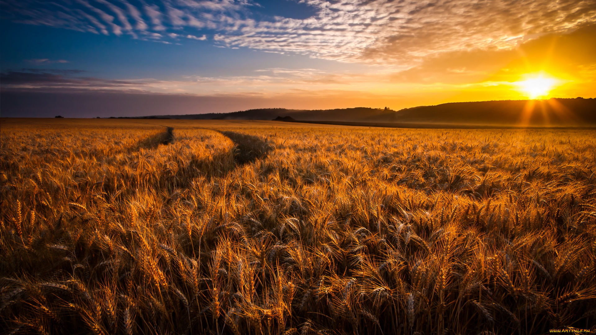 природа, восходы, закаты, закат, колосья, пшеница, поле