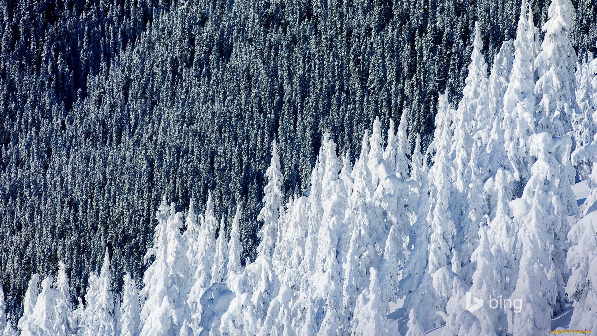 природа, зима, ель, снег, лес, склон, британская, колумбия, гора, уистлер, канада