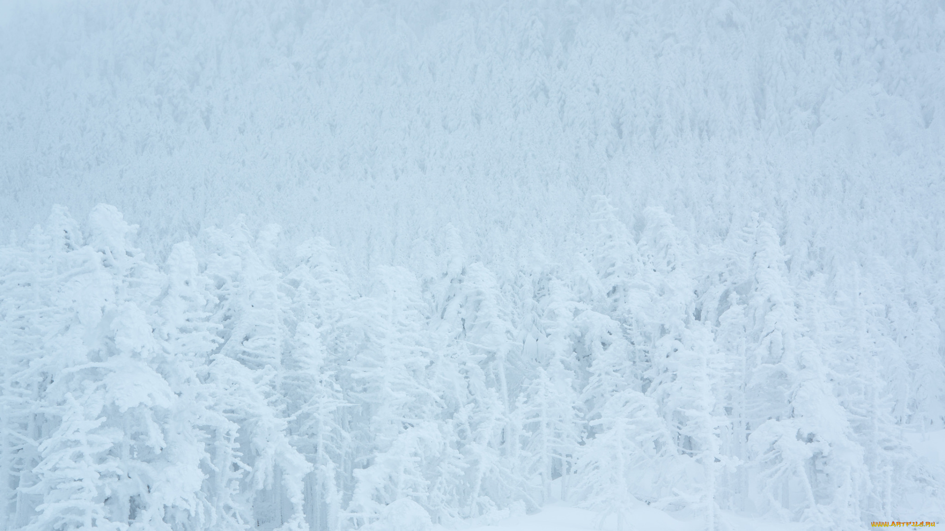 природа, зима, ели, лес, ёлки, мороз, снег