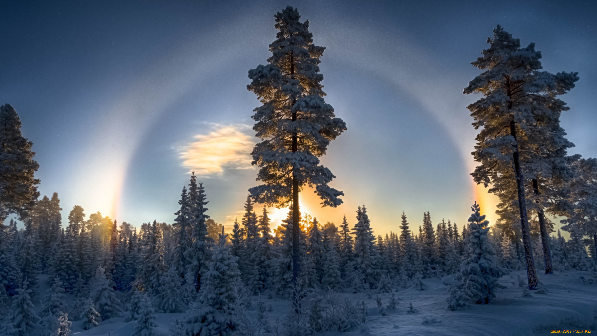 природа, зима, лес, гало, сосны, снег