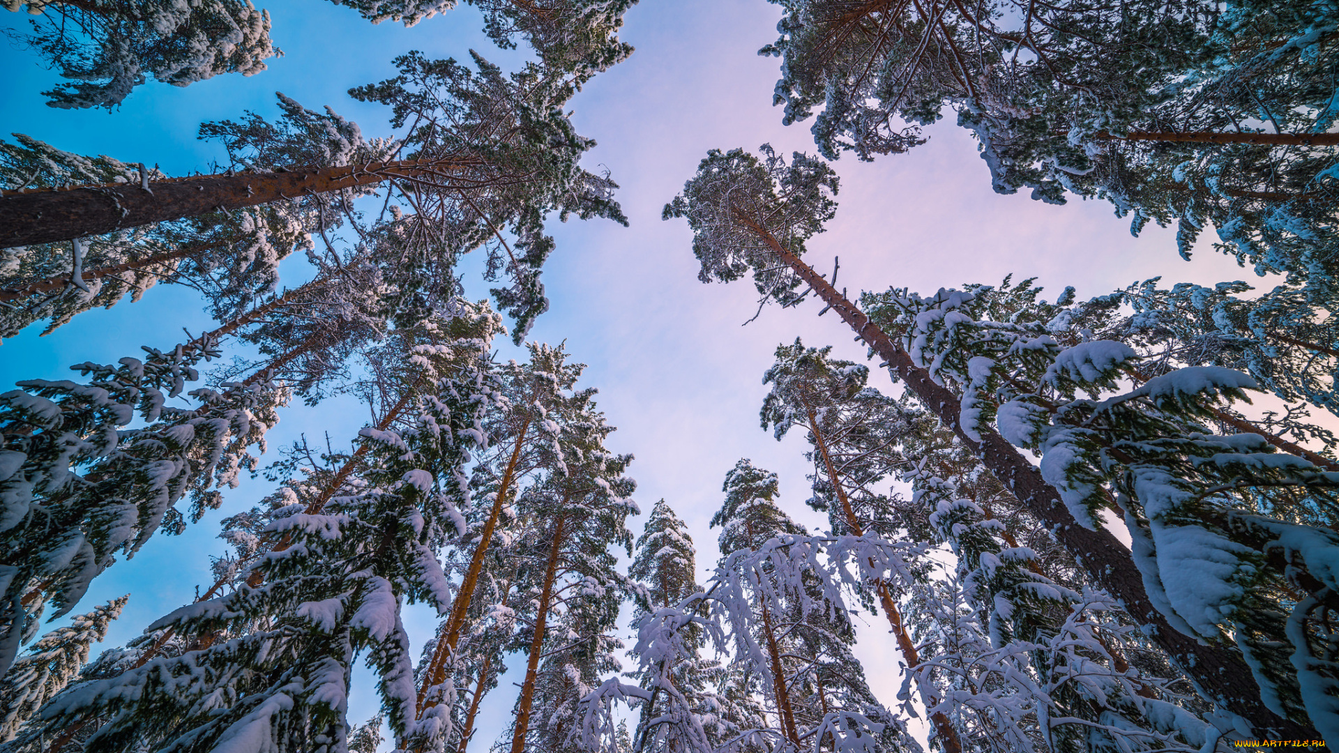 природа, зима, ствол, снег, небо, сосна, деревья