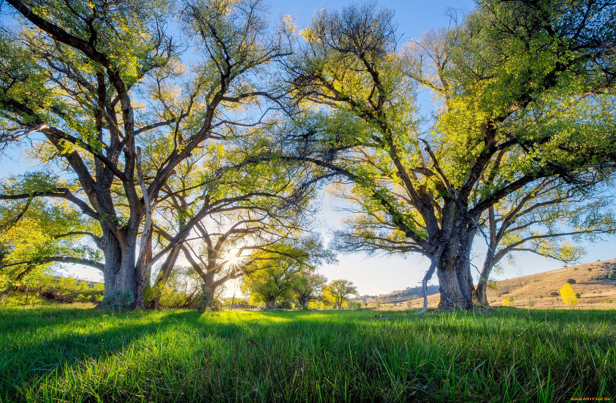 природа, деревья, поляна