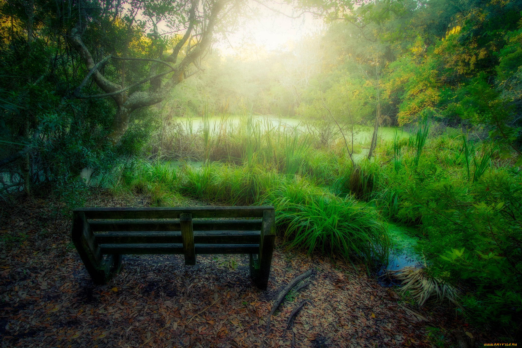 природа, реки, озера, лес, озеро, скамейка