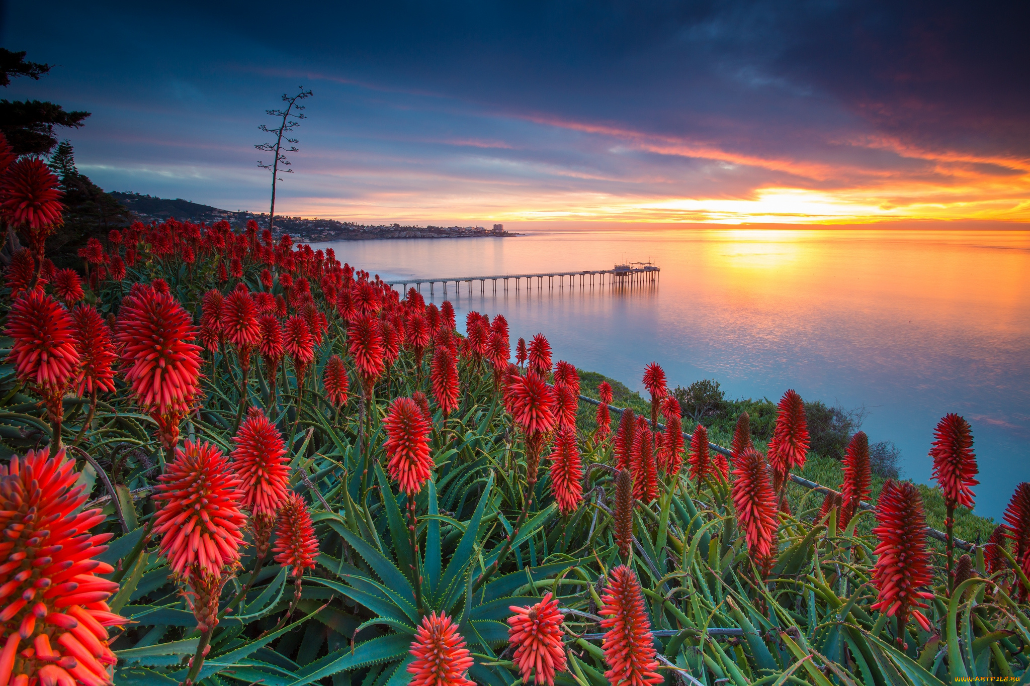 природа, восходы, закаты, океан, цветы, рассвет