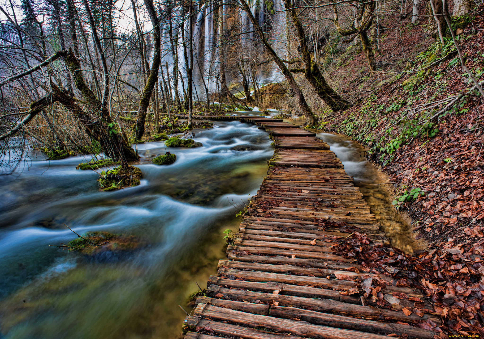 природа, дороги, лес, ручей, настил