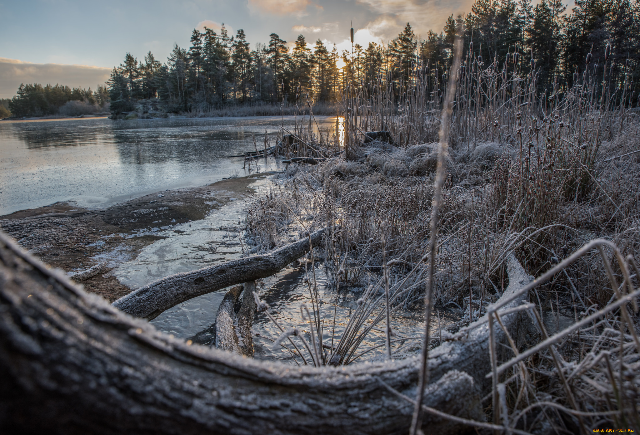 природа, реки, озера, лес, река