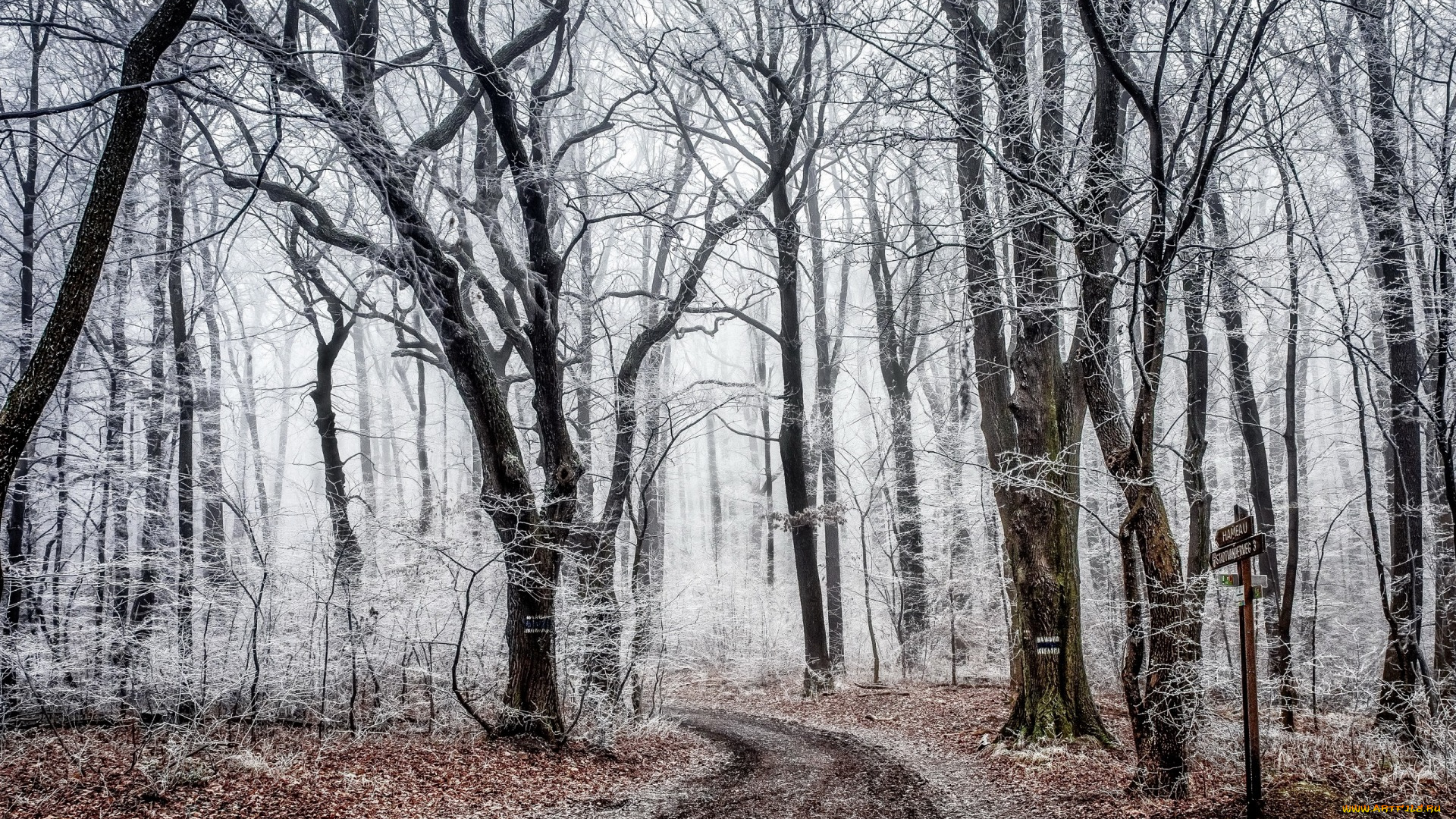 природа, дороги, снег, деревья