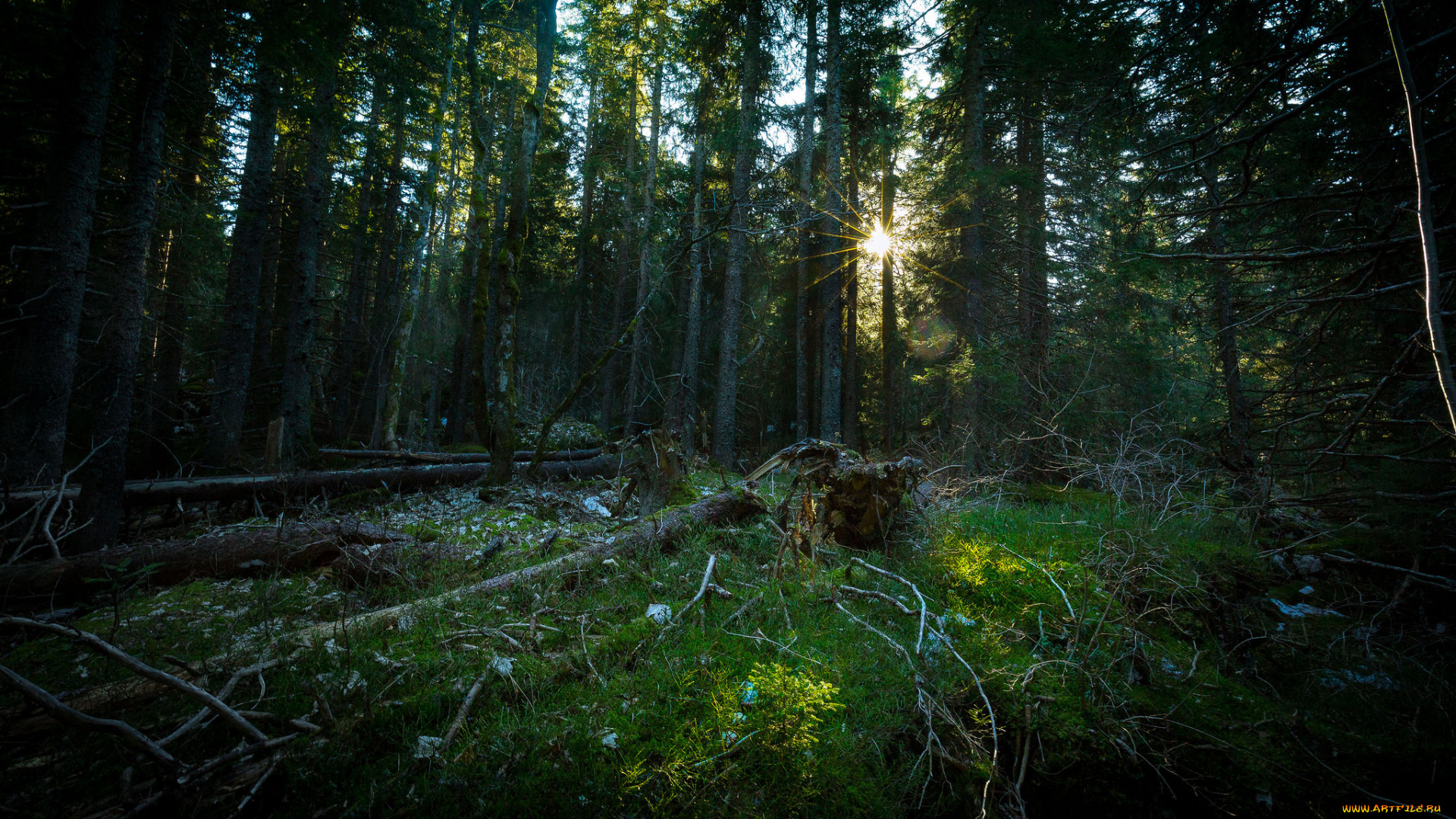 природа, лес, деревья