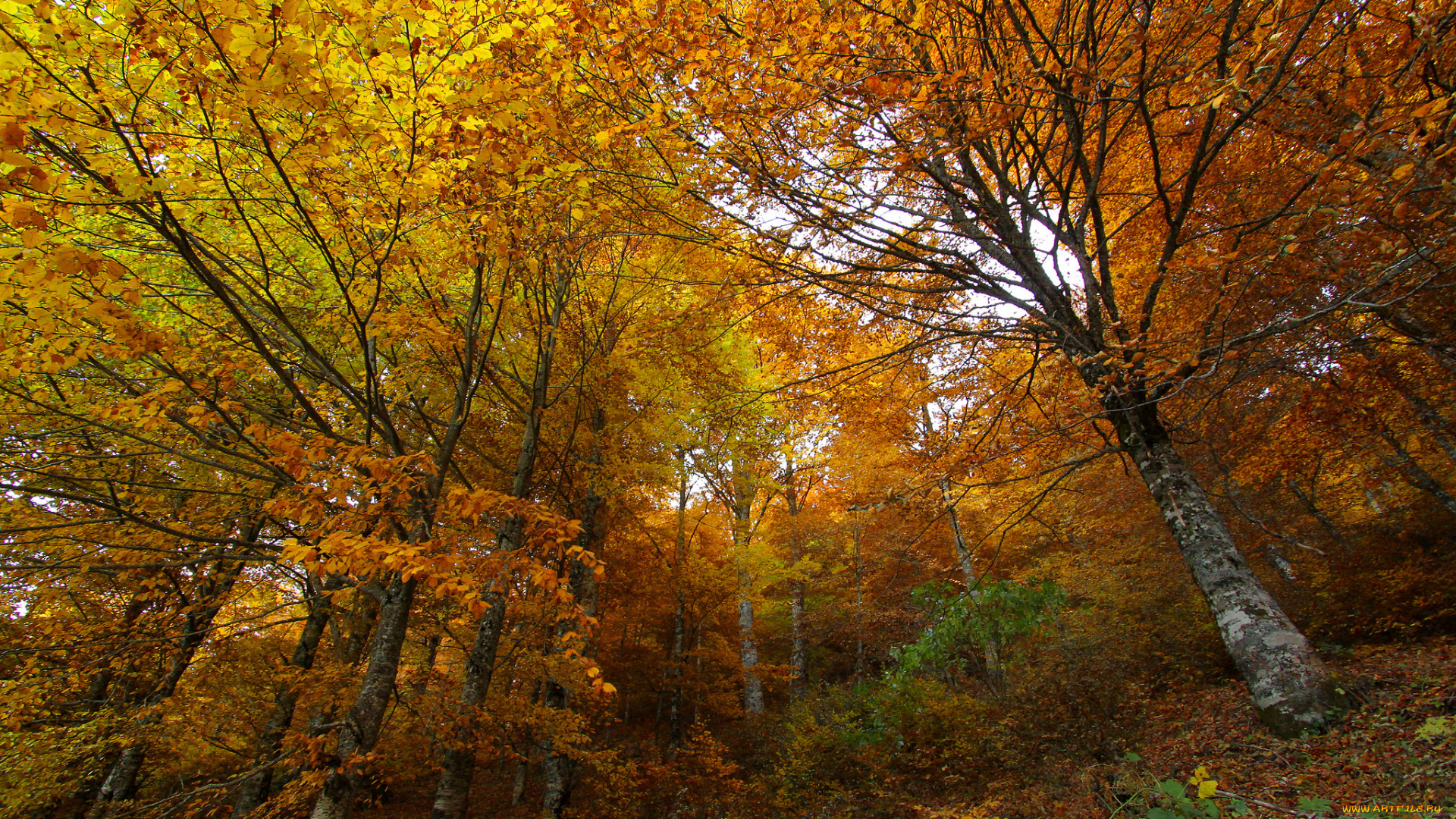 природа, лес, деревья