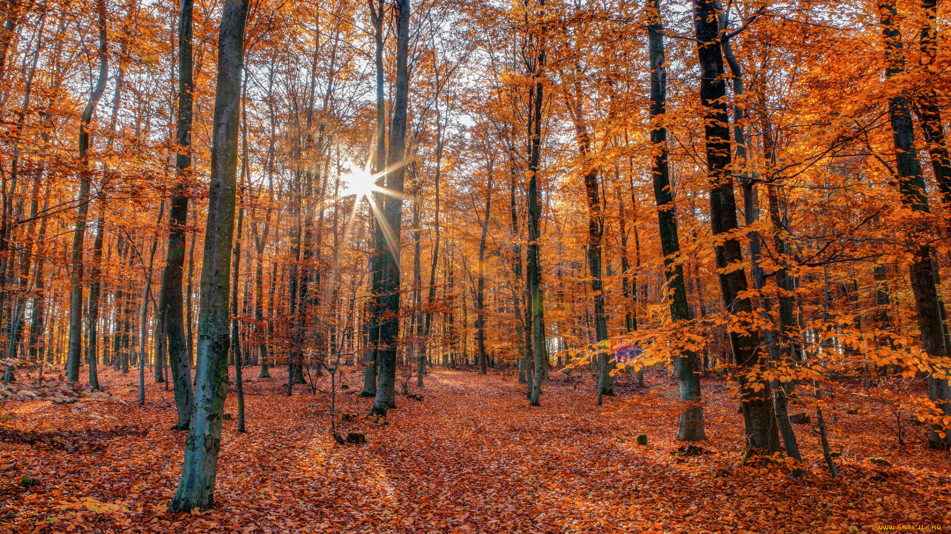 природа, лес, деревья