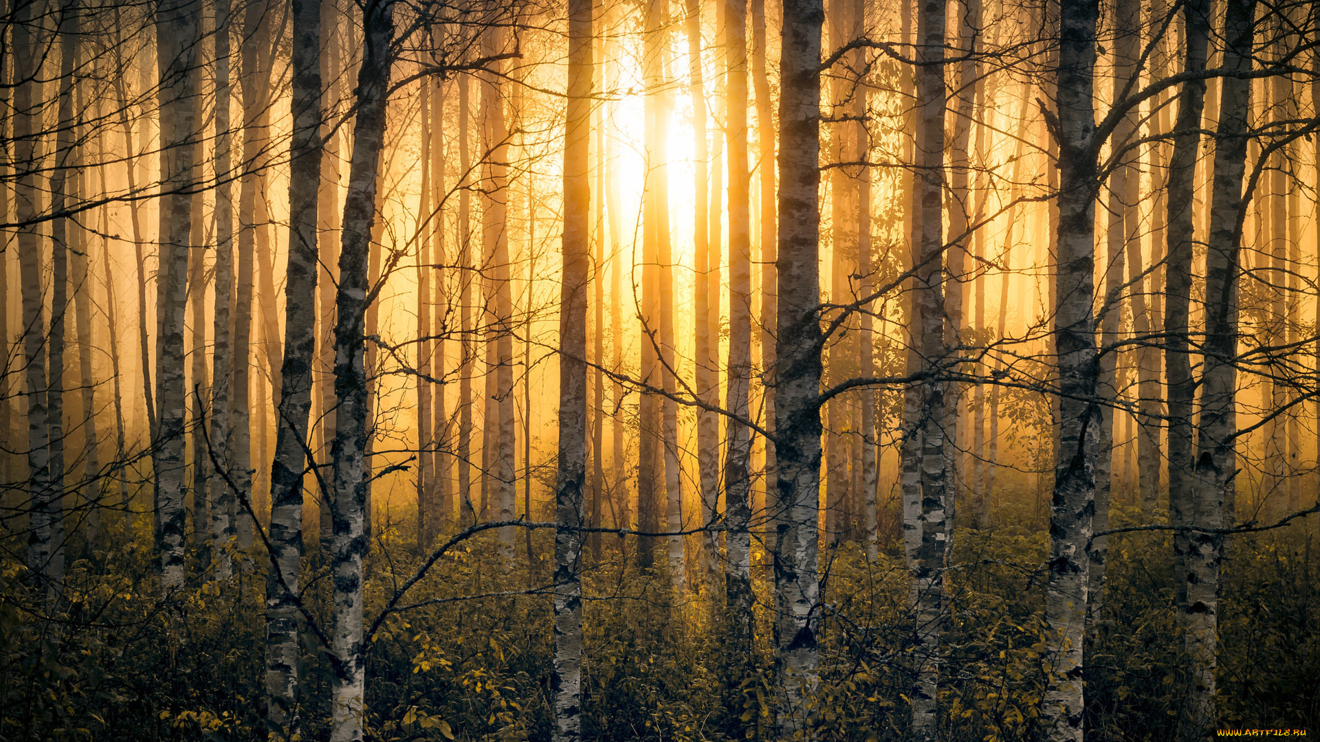 природа, лес, осень