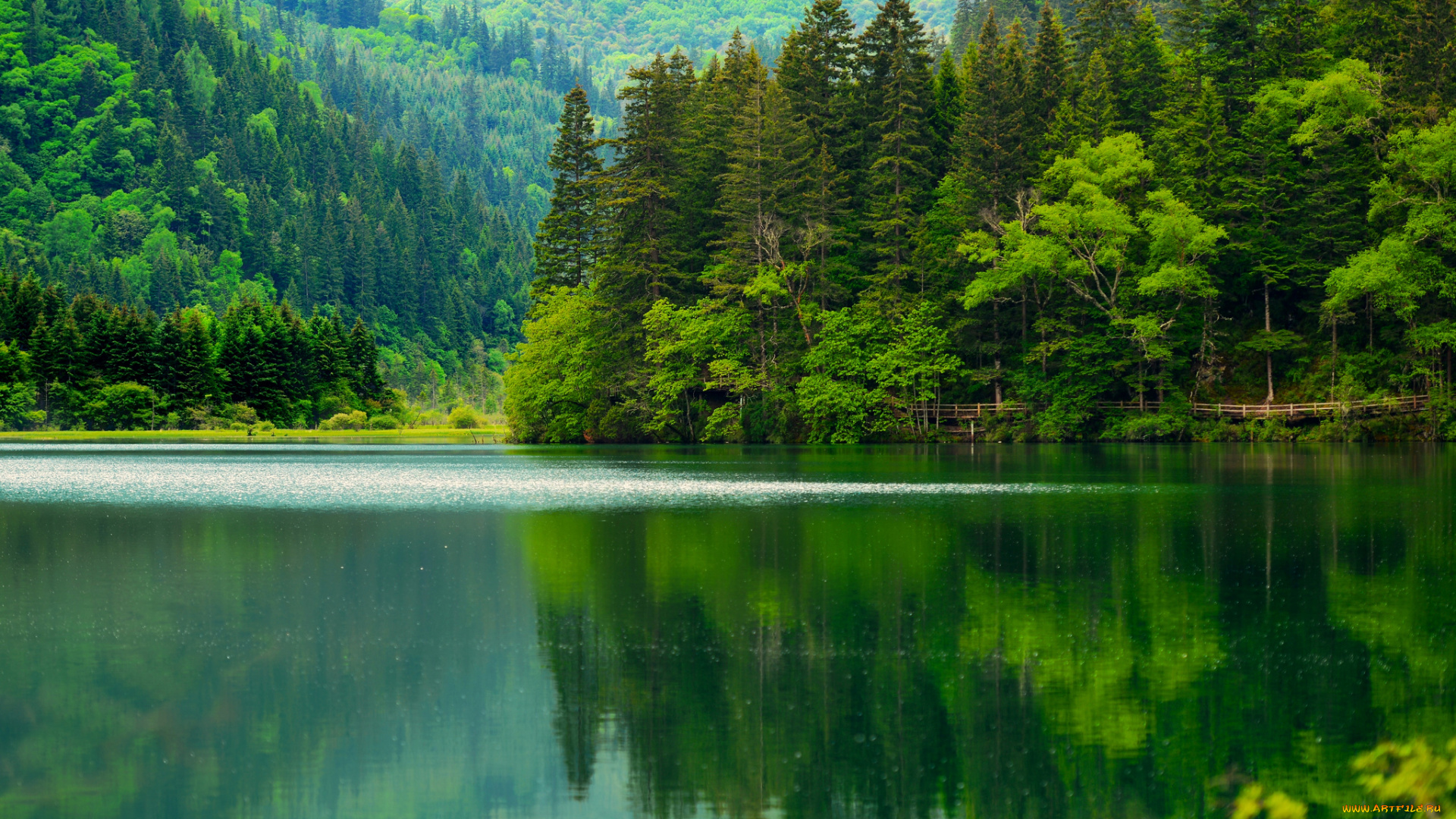 природа, реки, озера, река, лес