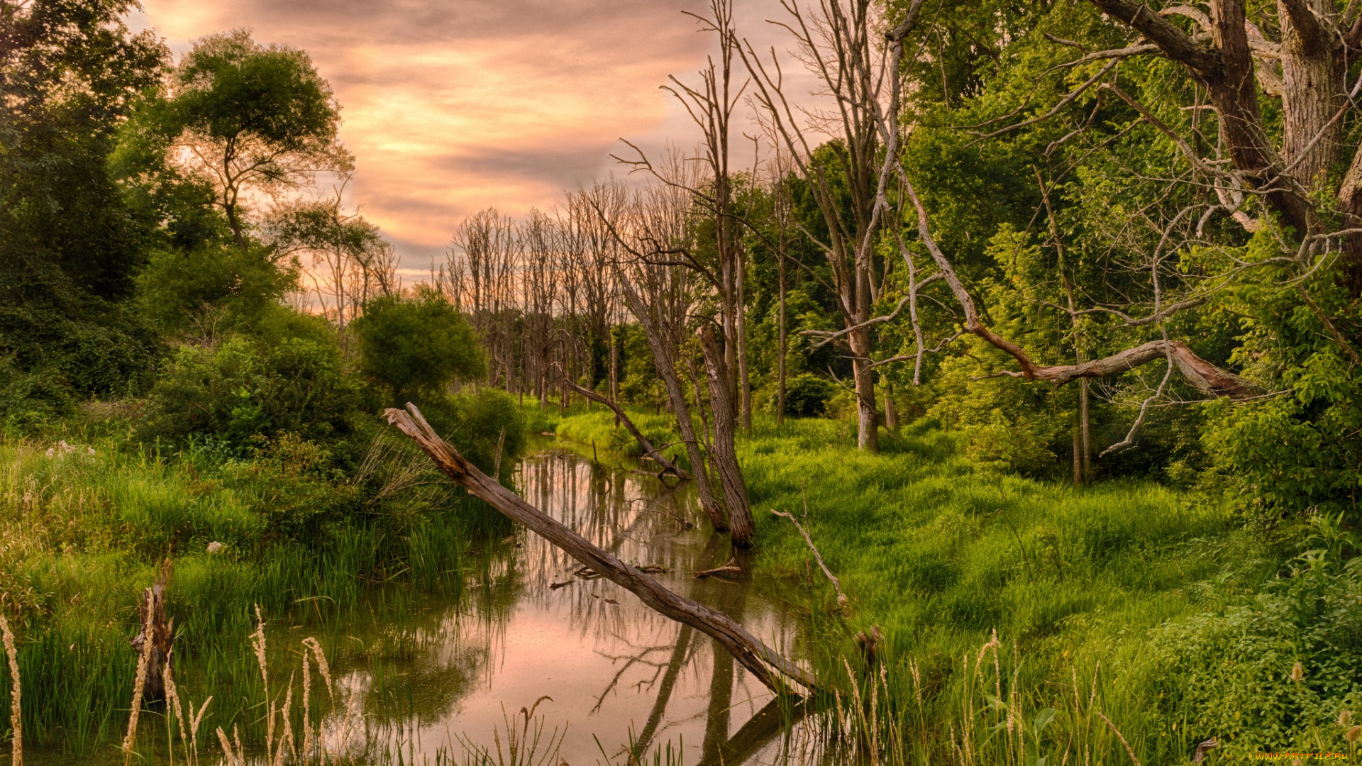 природа, реки, озера, река, лес
