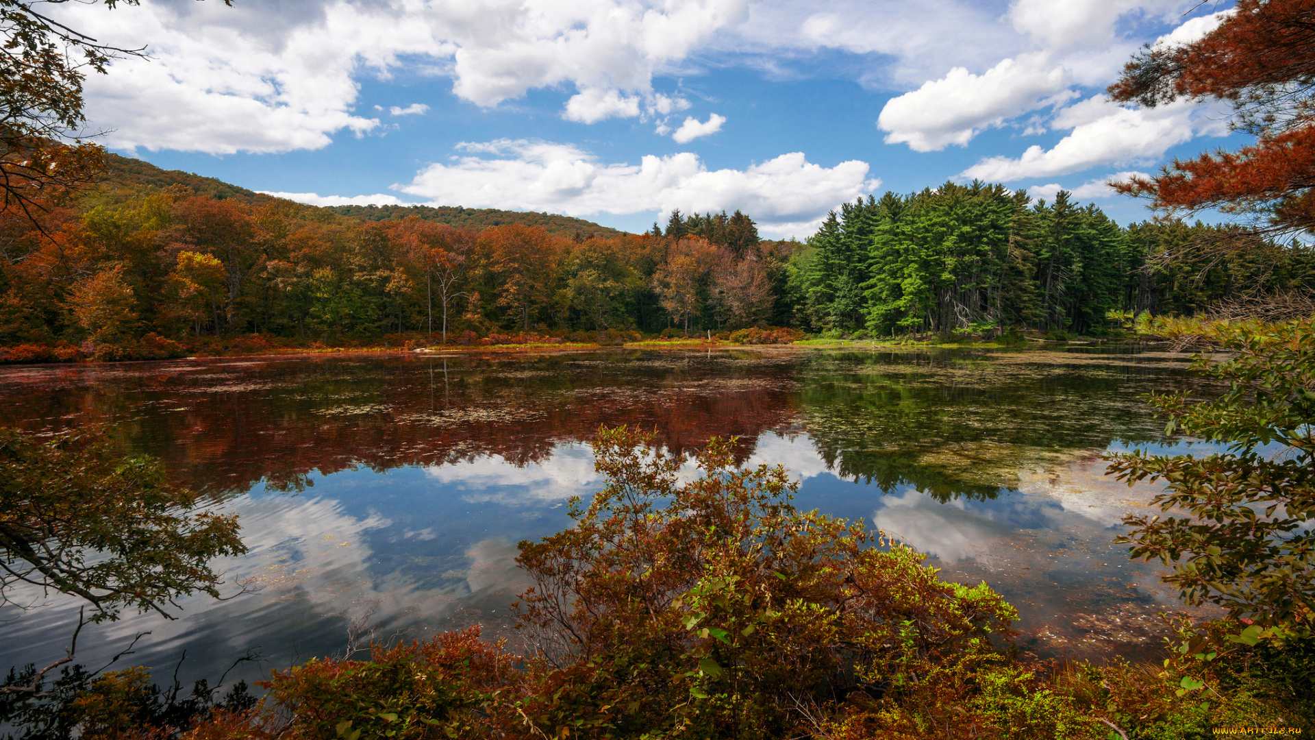 природа, реки, озера, река, лес