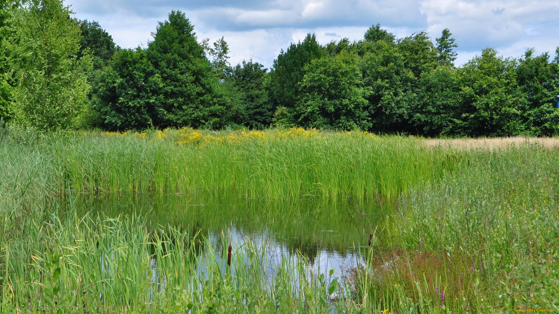 природа, реки, озера, река, лес