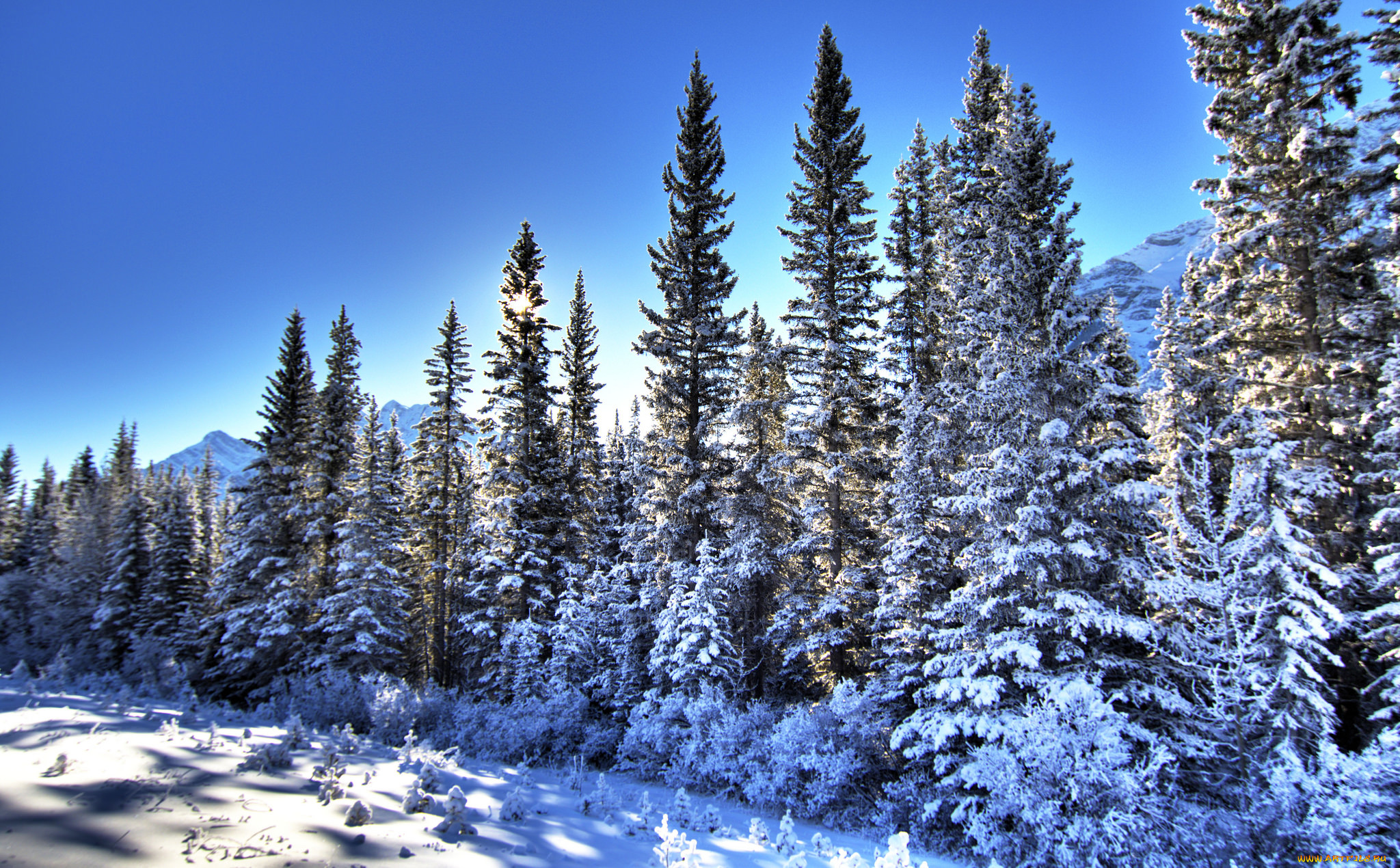 природа, зима, снег