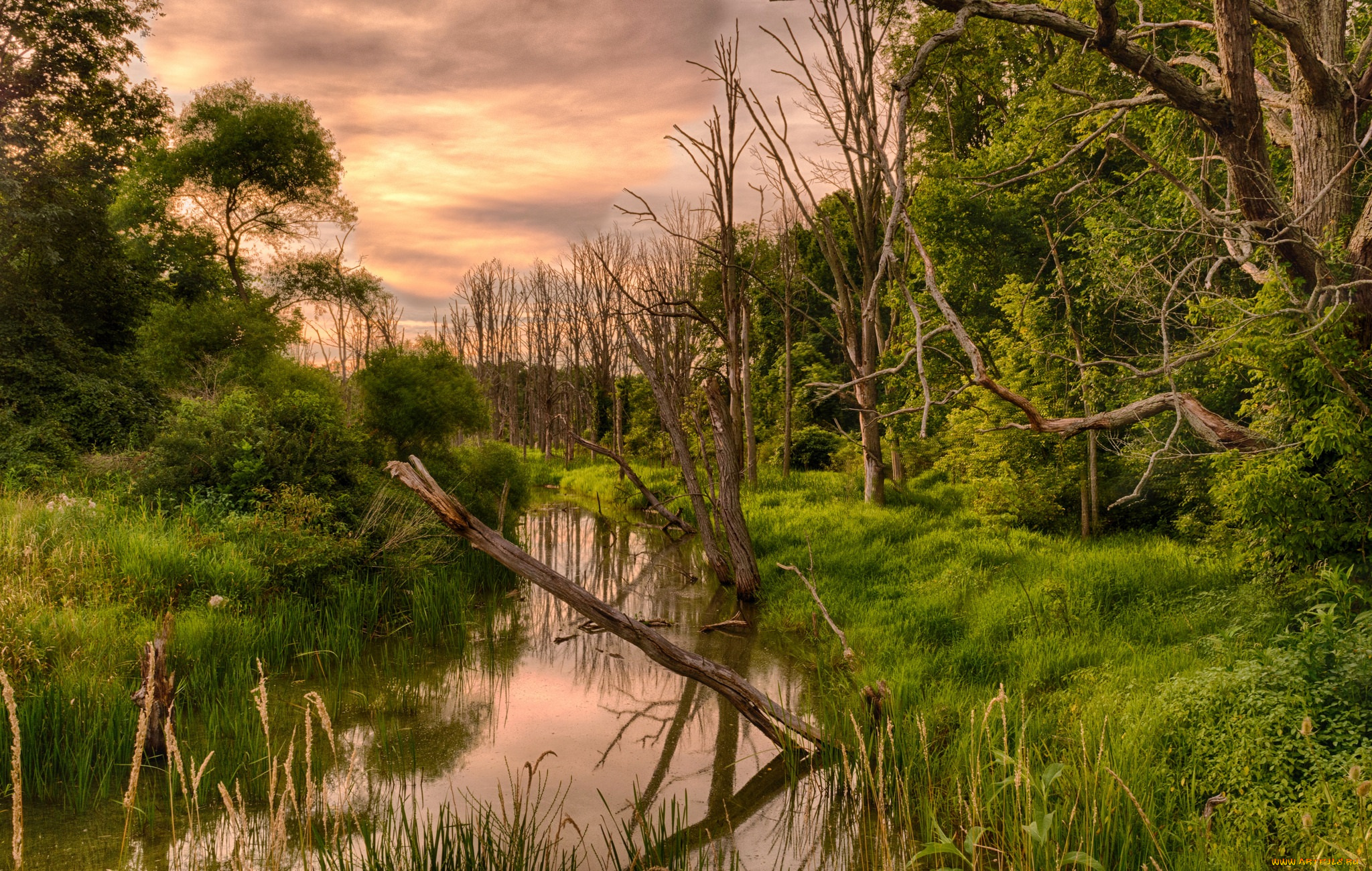 природа, реки, озера, река, лес