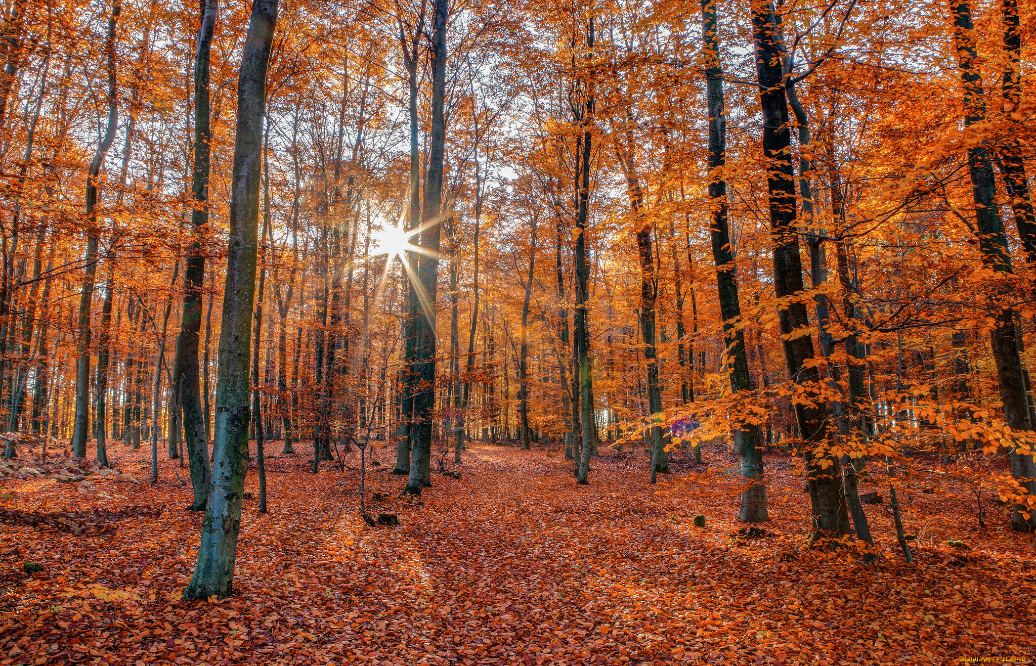 природа, лес, деревья