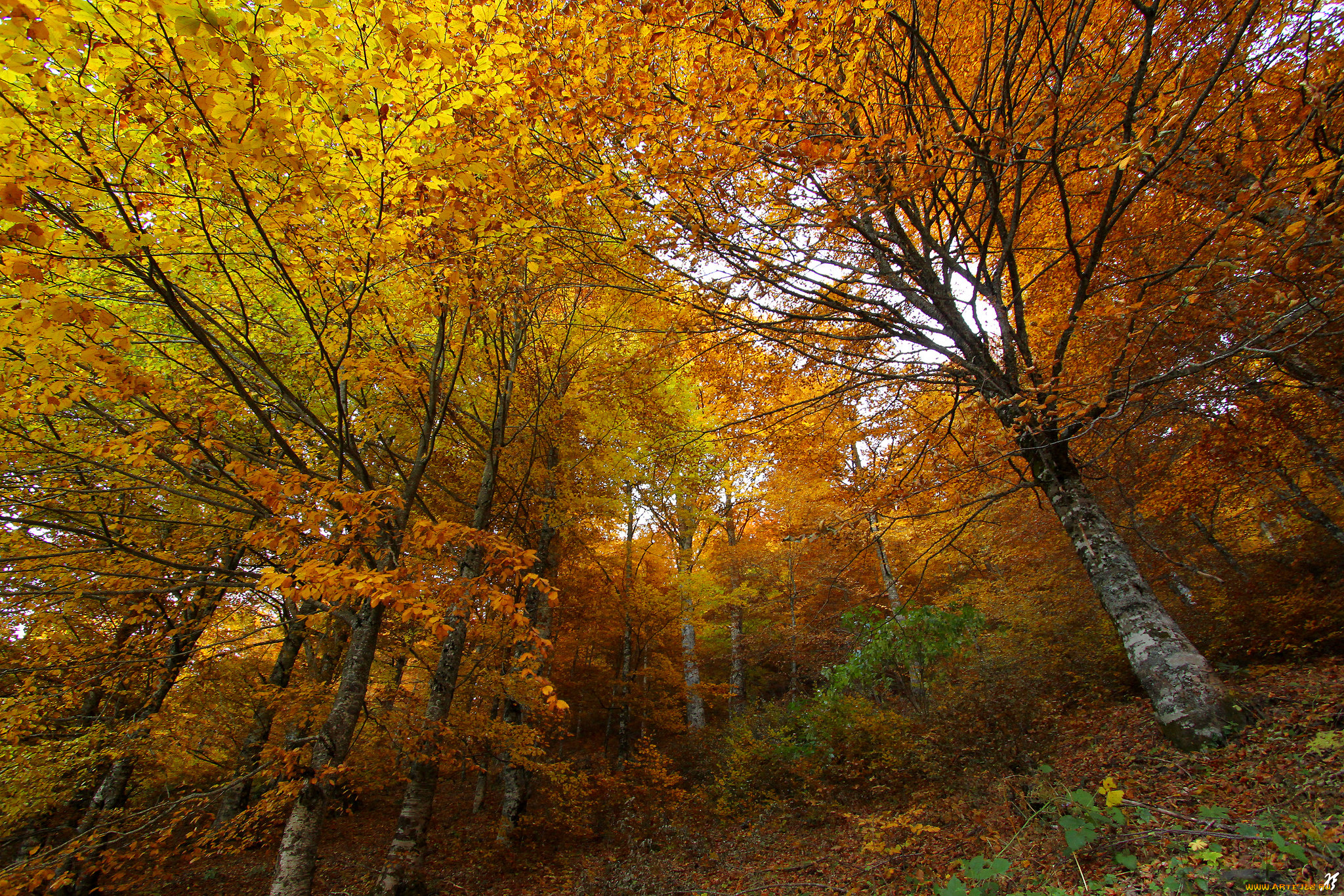 природа, лес, деревья