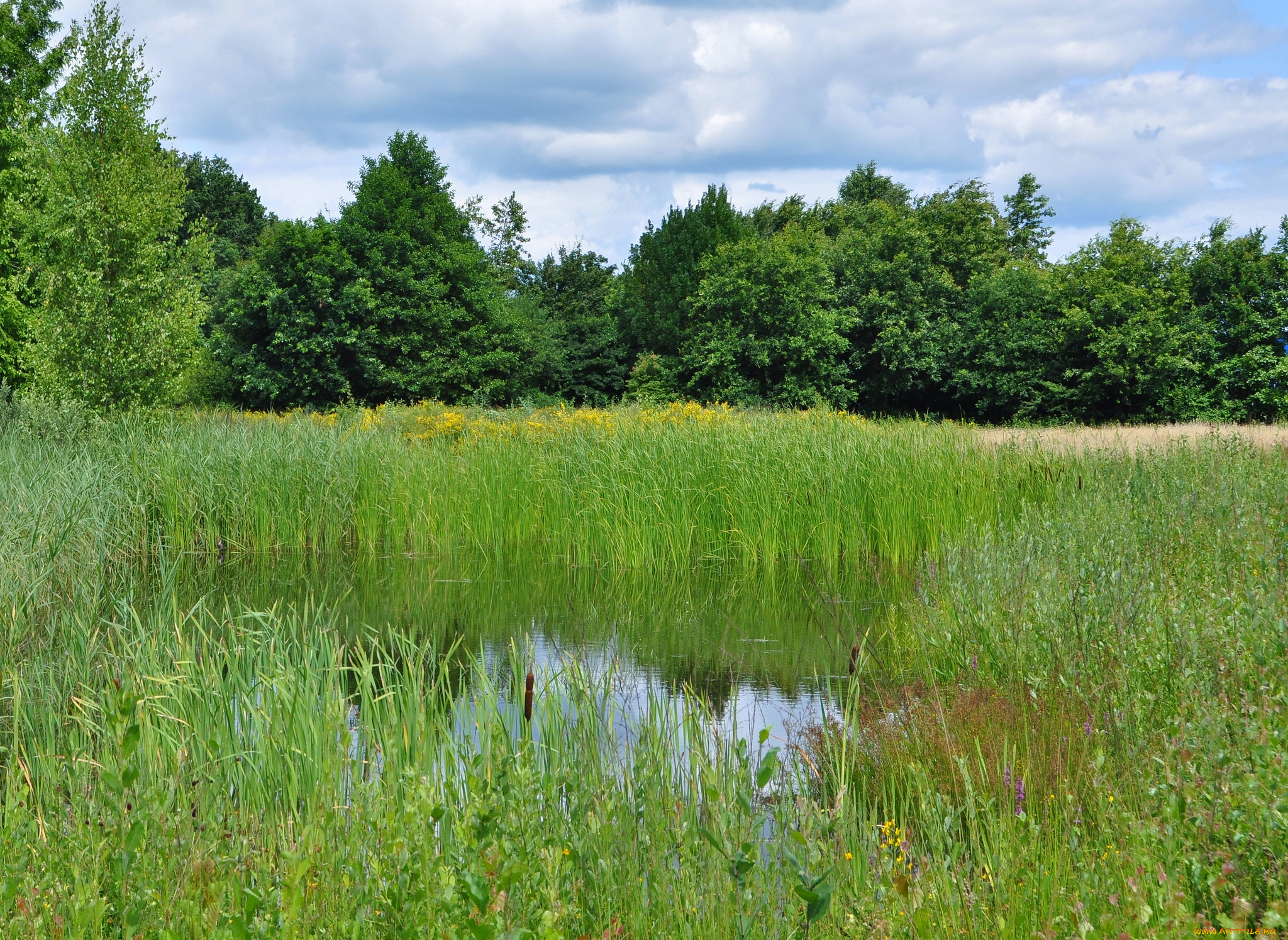 природа, реки, озера, река, лес