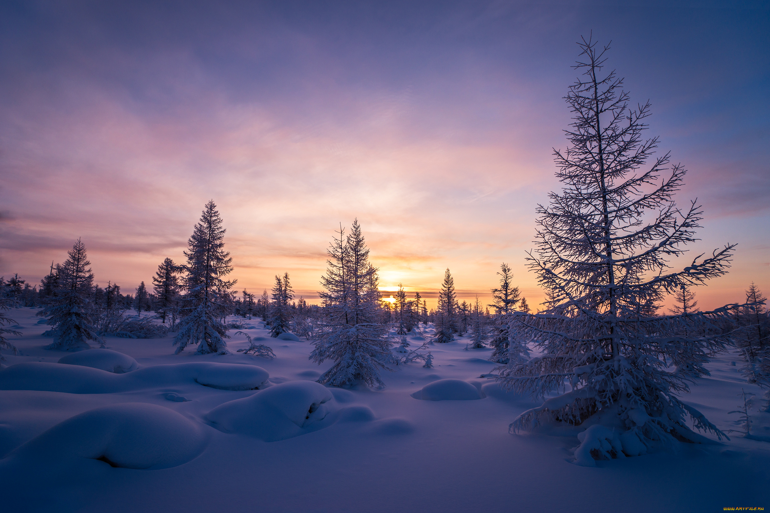 природа, зима, деревья, снег