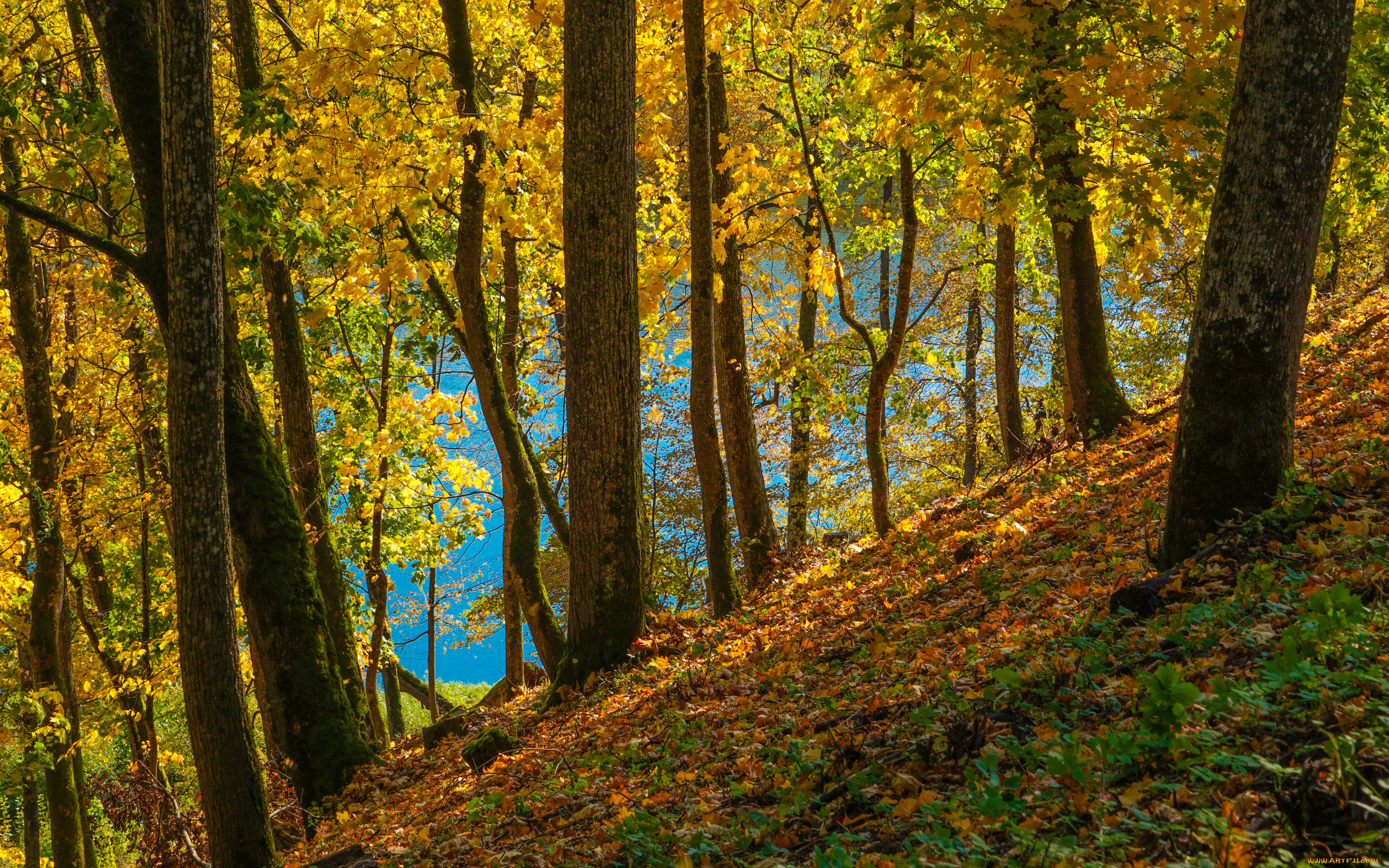 природа, лес, осень