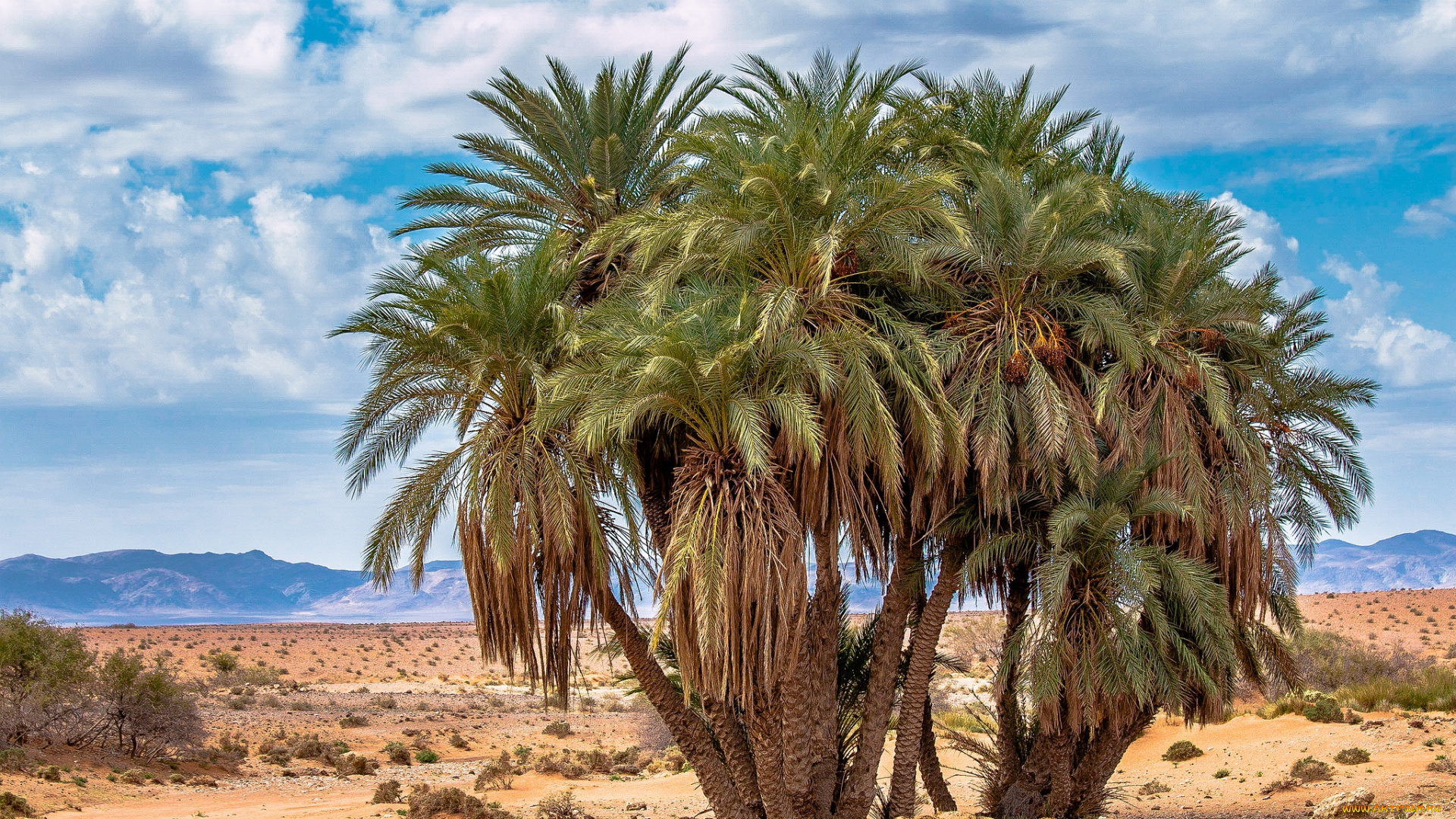 природа, деревья, простор