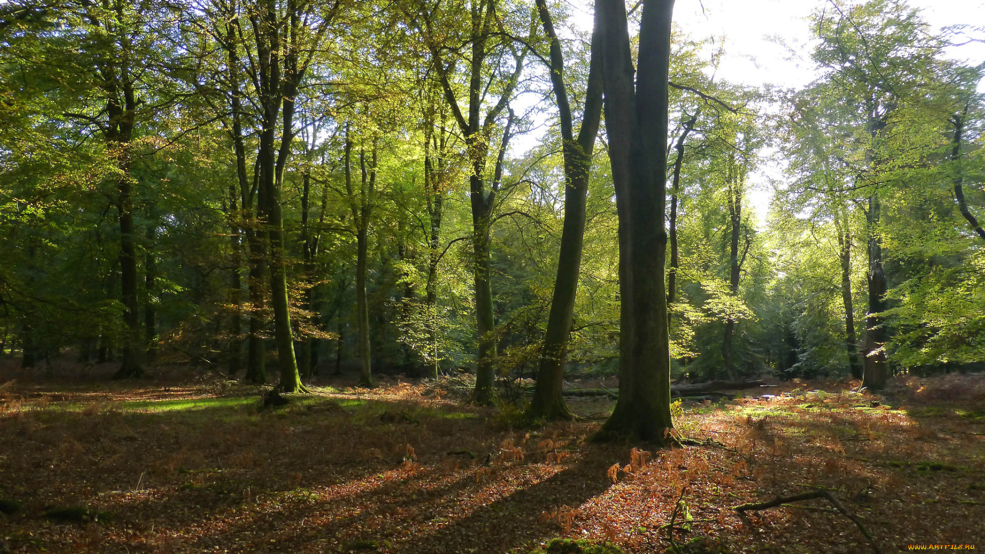 природа, лес, простор