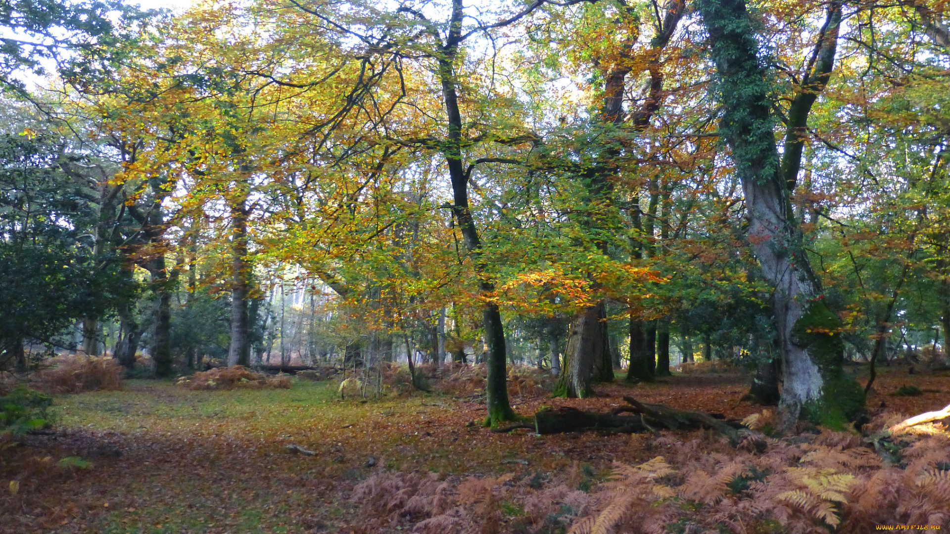 природа, лес, простор