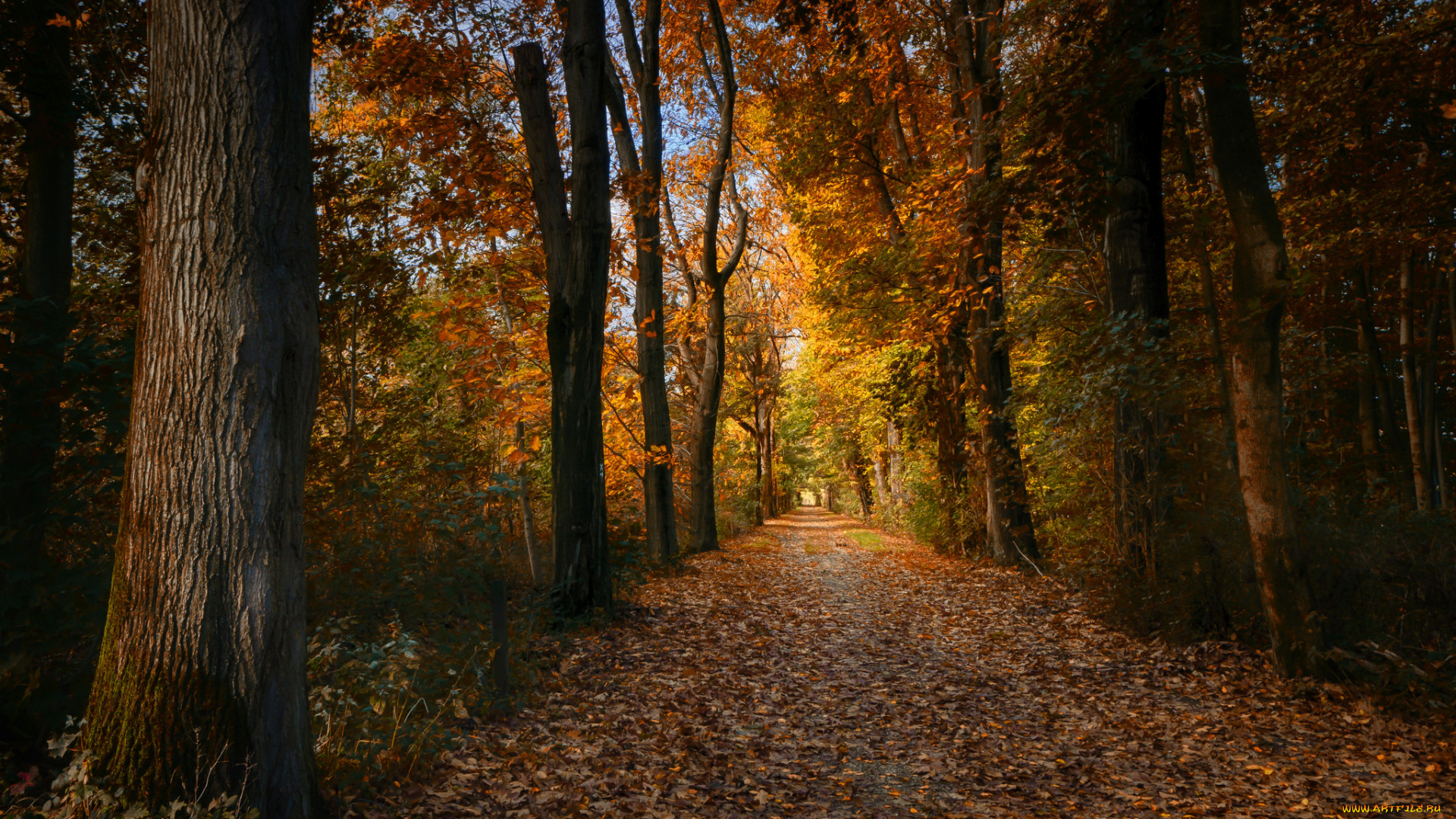 природа, лес, простор