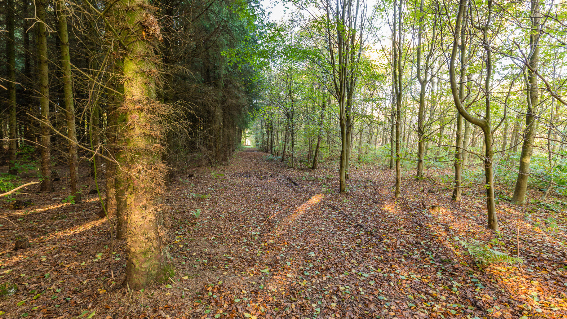 природа, лес, простор