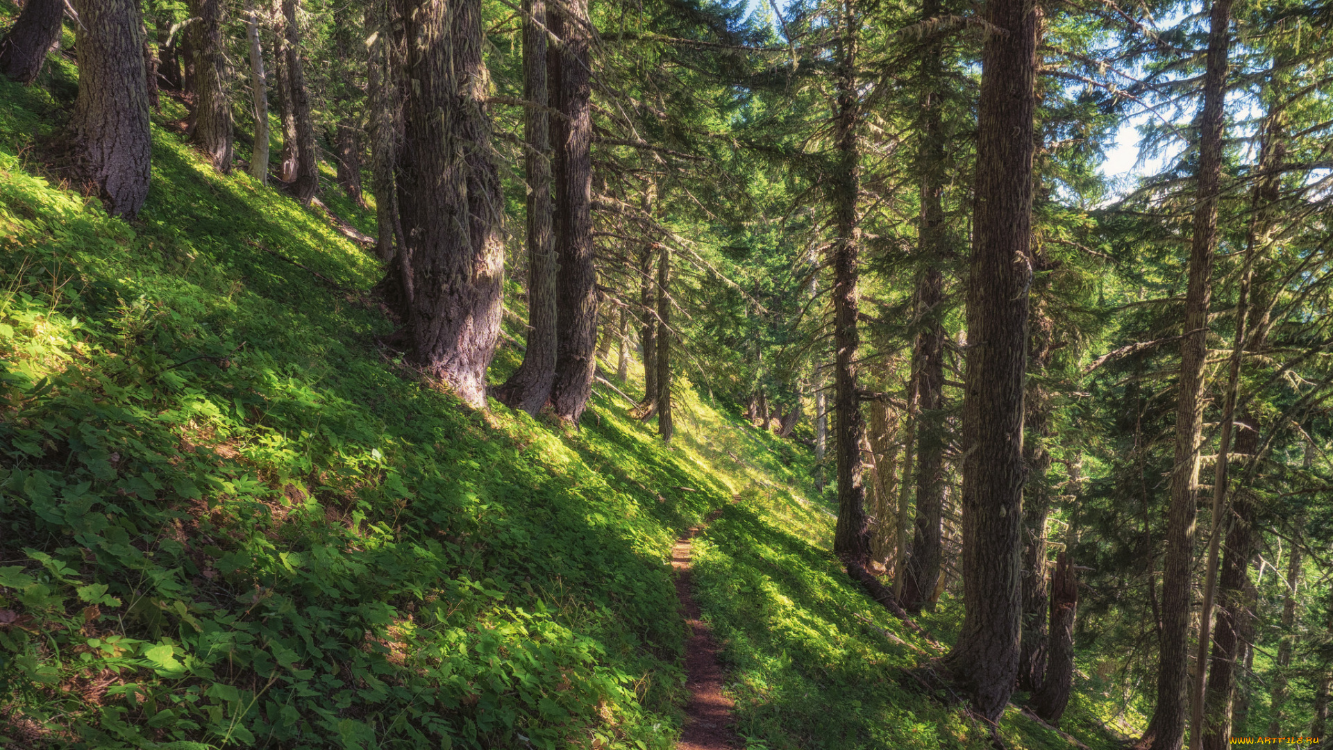 природа, лес, простор