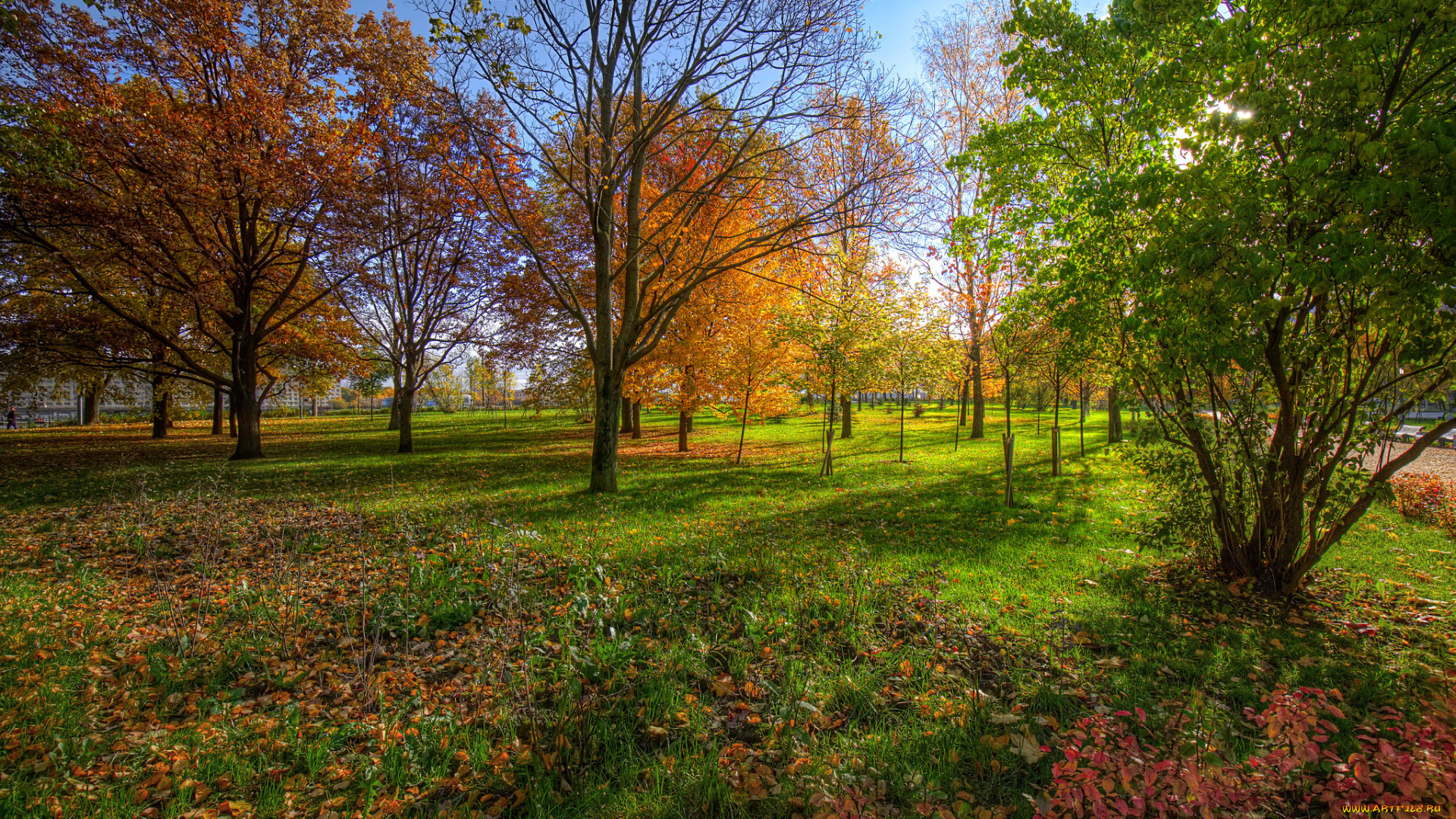 природа, парк, простор