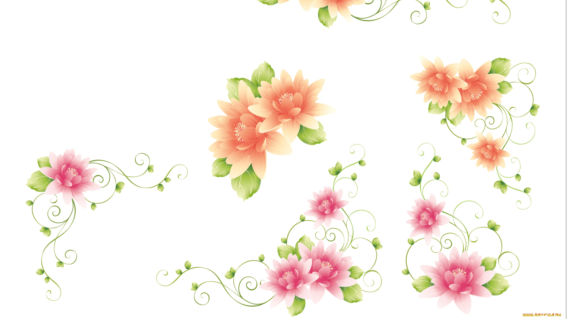 векторная, графика, цветы, , flowers, фон, цветы